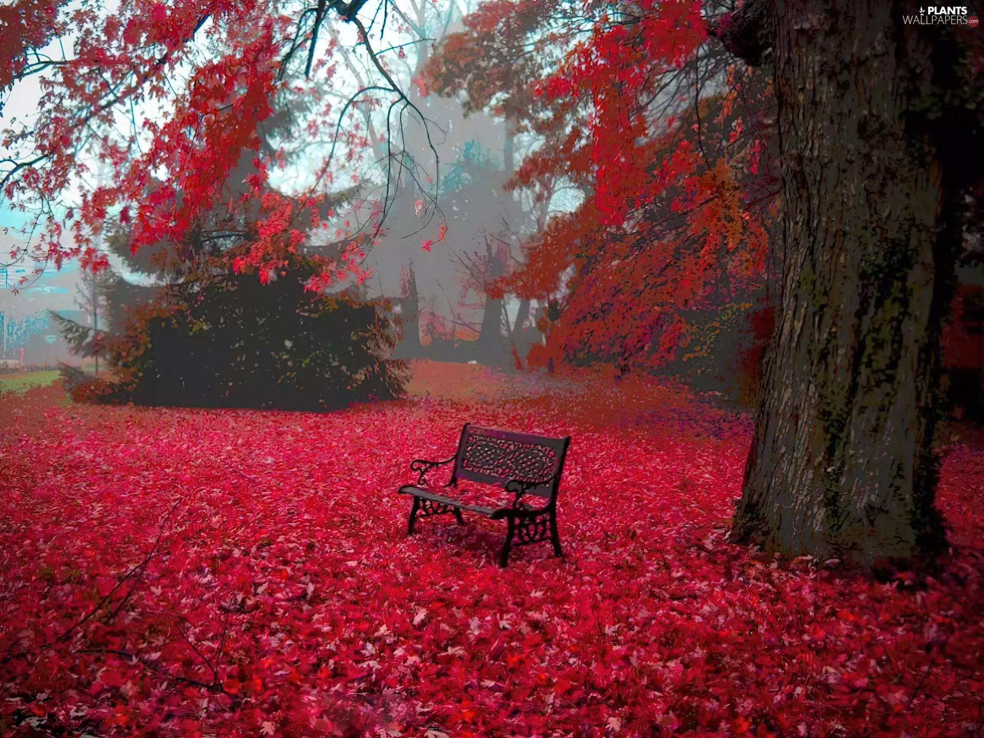 Park, Red, Leaf, Bench