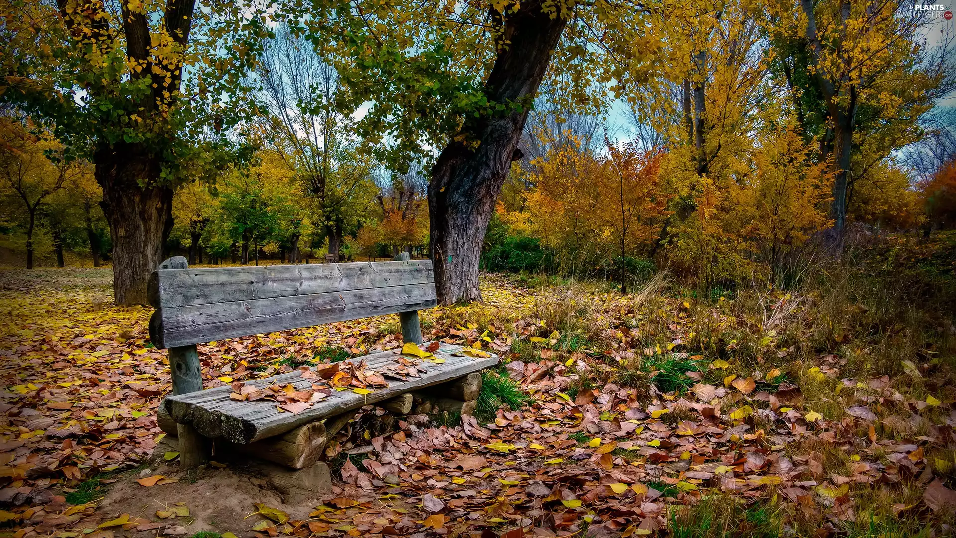trees, autumn, Leaf, Bench, viewes, Park