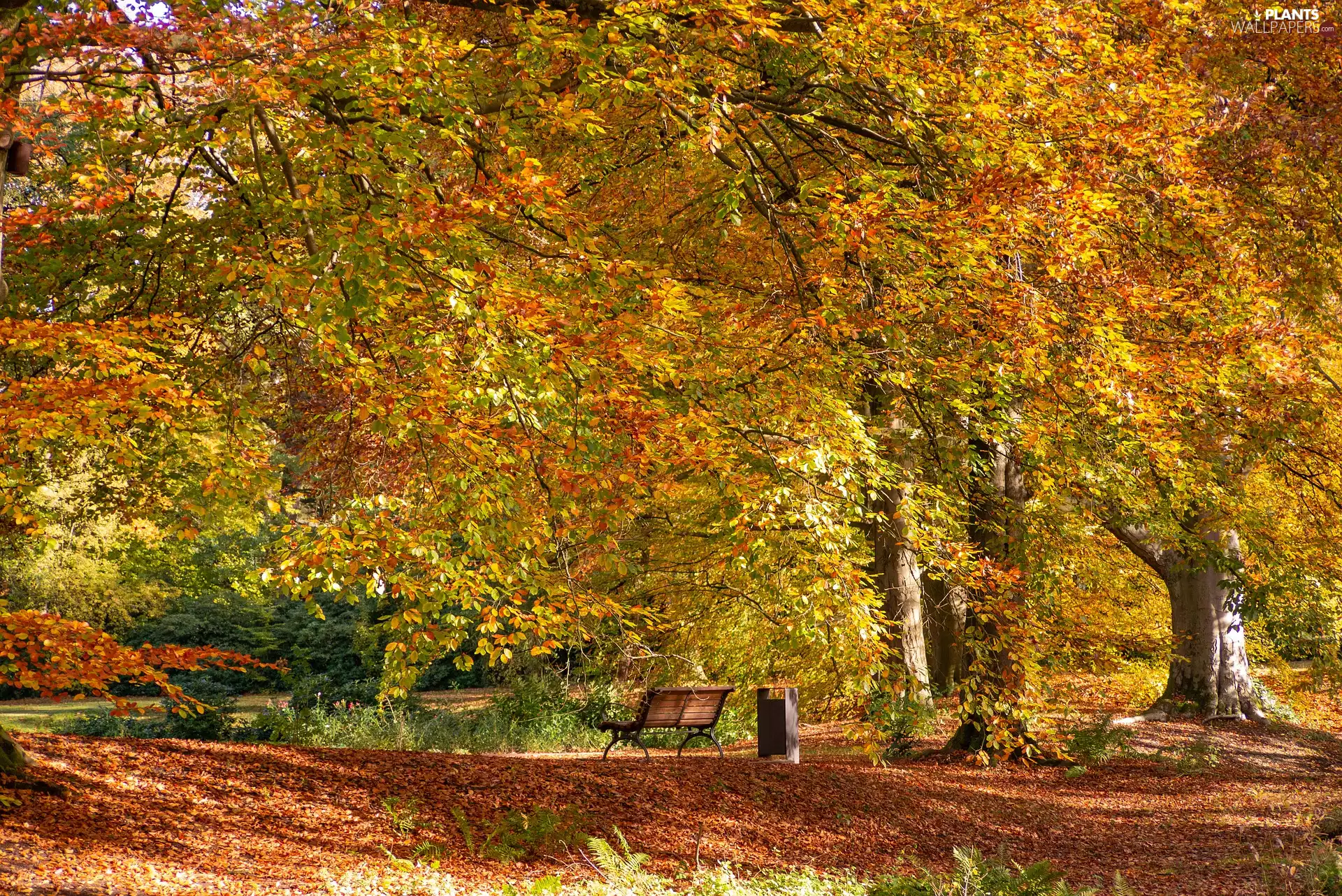 Yellowed, autumn, viewes, Bench, trees, Park