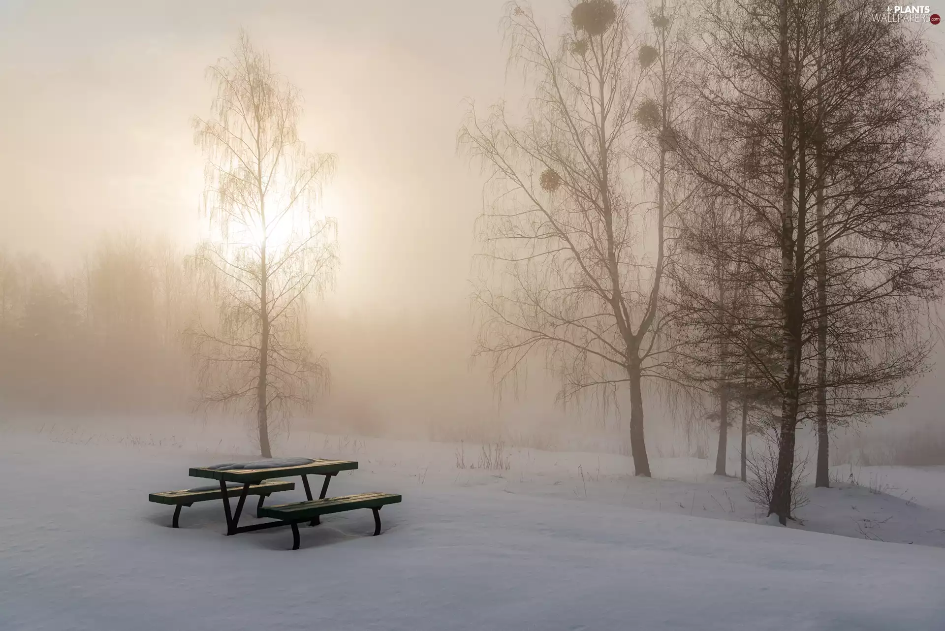 trees, winter, Fog, Bench, viewes, snow