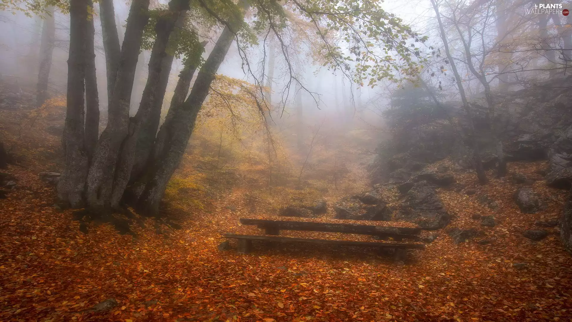 viewes, autumn, Fog, Bench, Leaf, trees