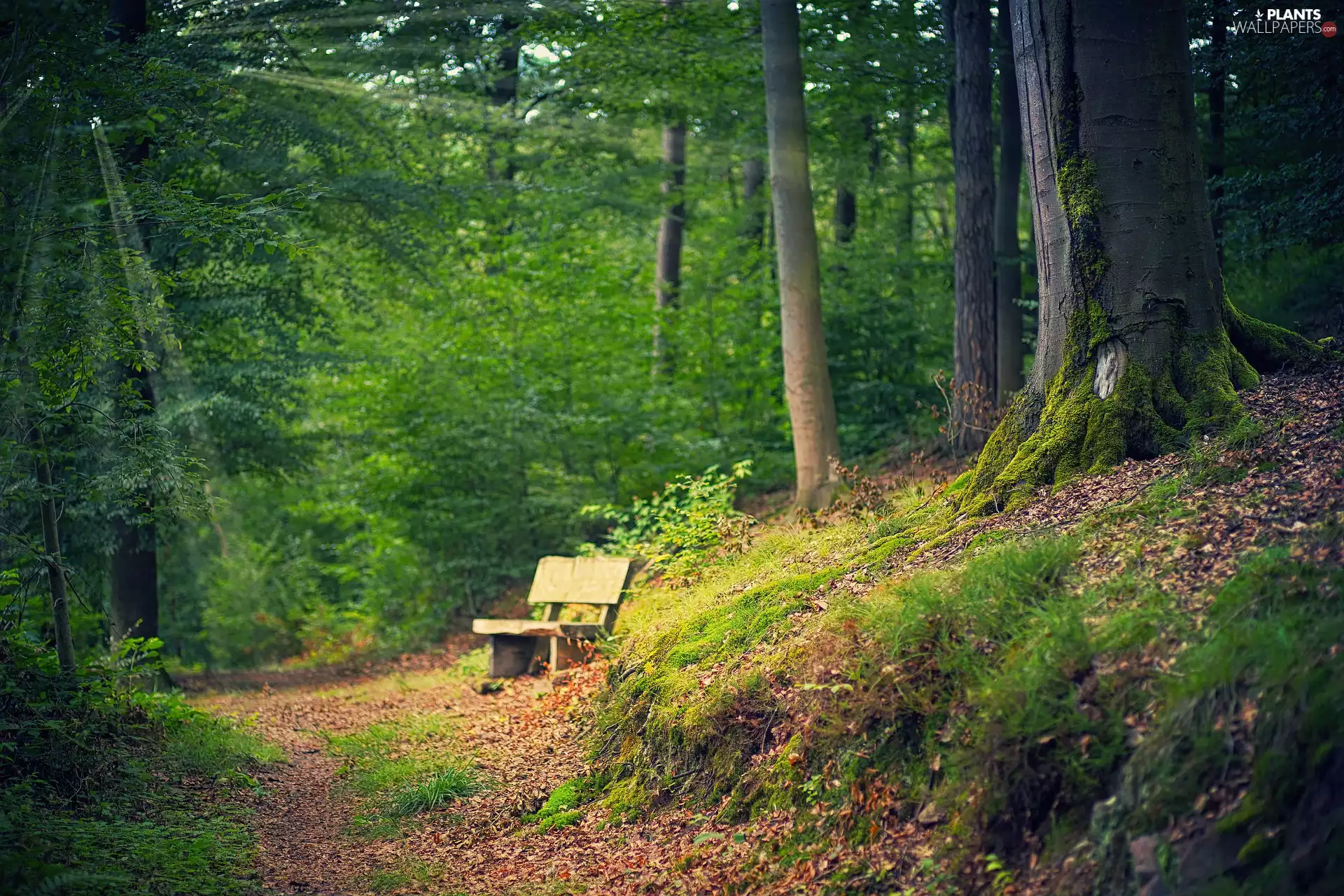 Path, Bench, trees, viewes, forest