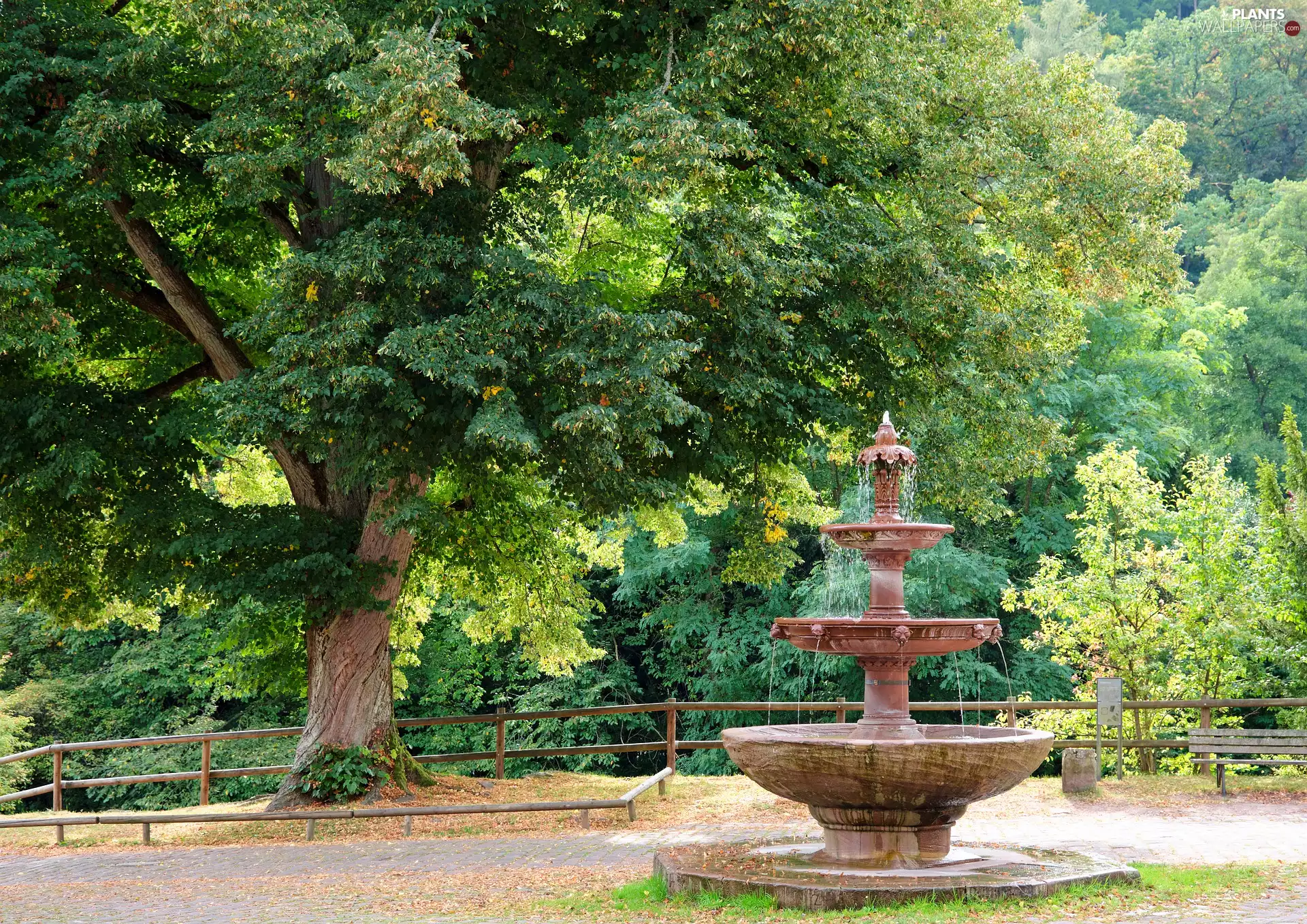fence, Bench, trees, linden, fountain