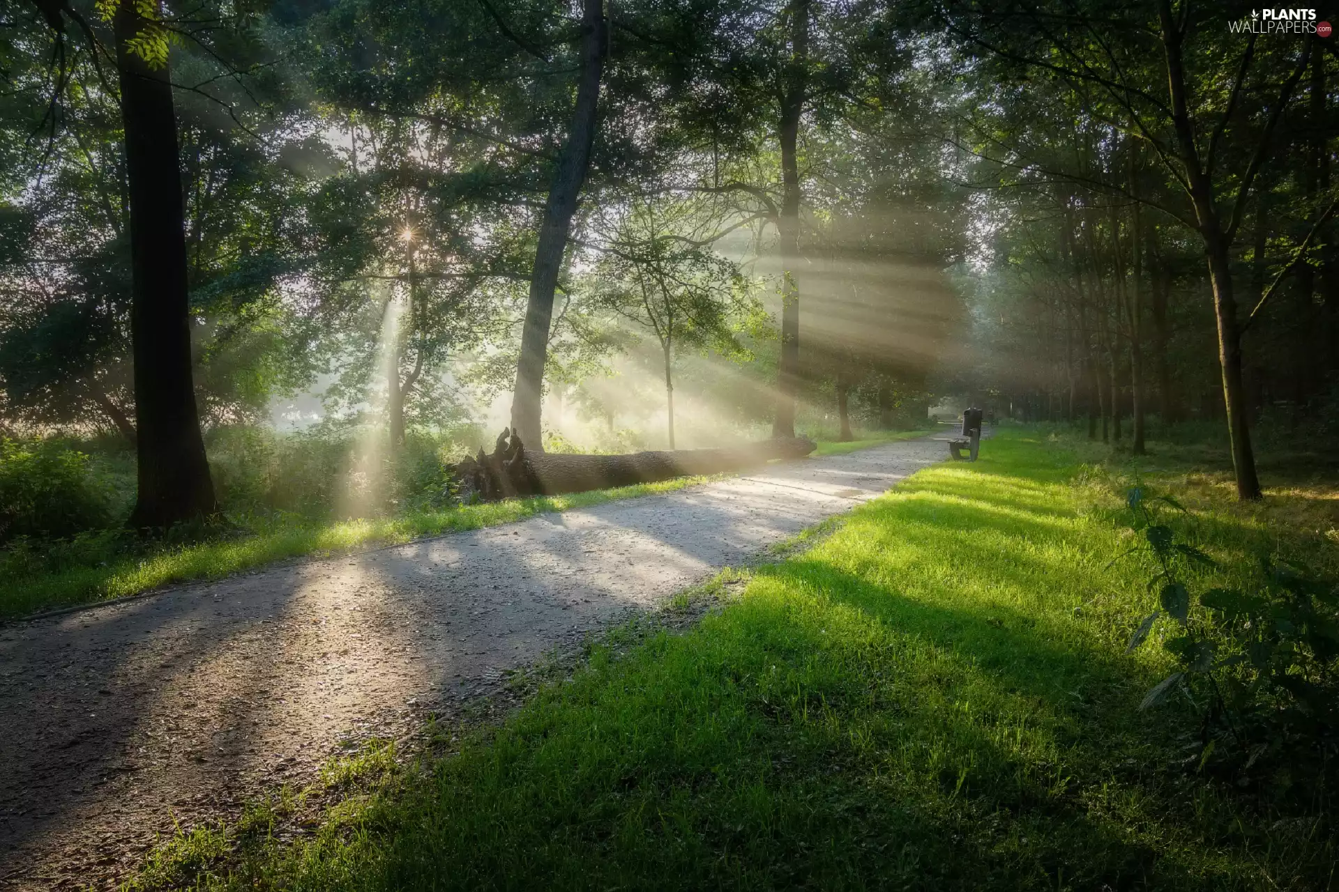 trees, viewes, rays of the Sun, Bench, trees, Way, Park, fallen