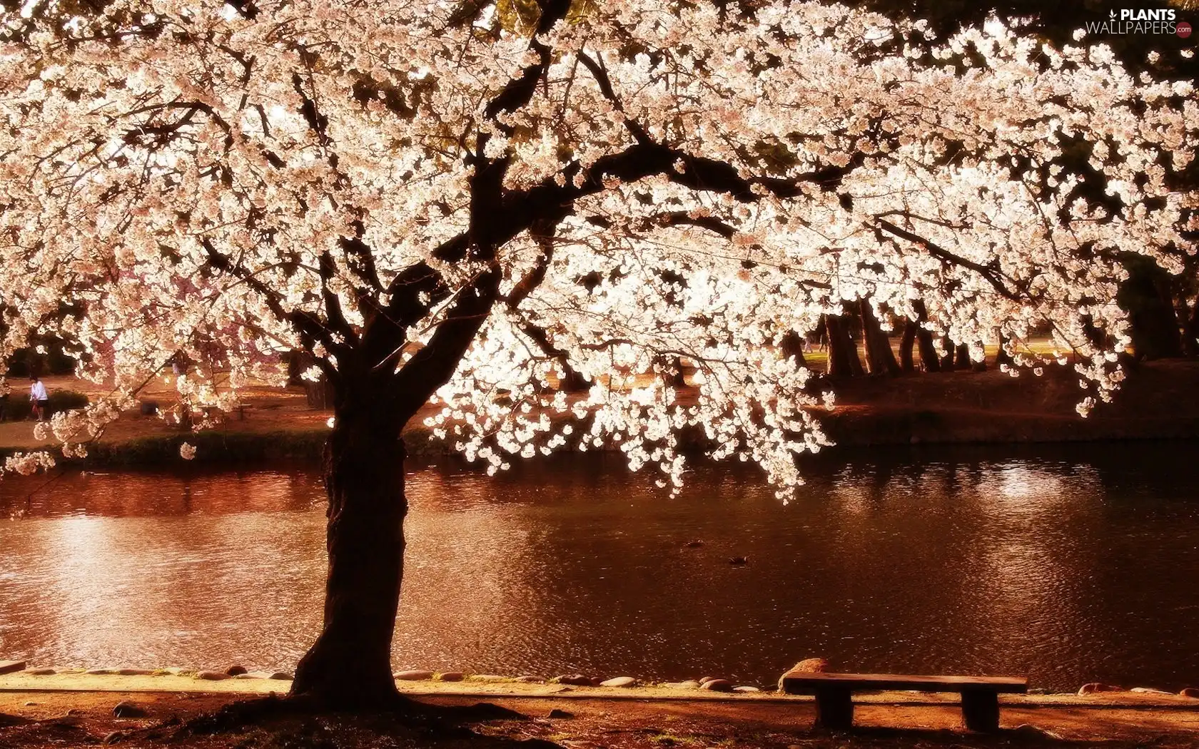 Bench, River, trees