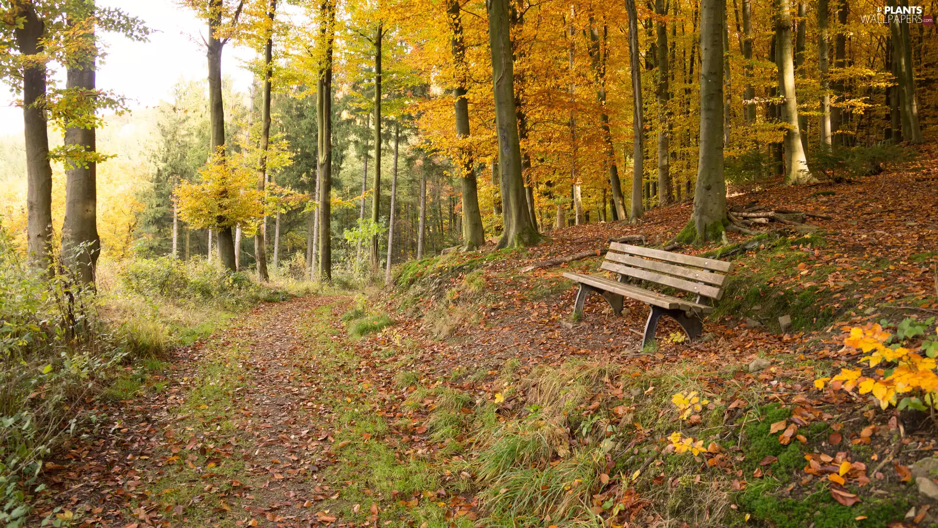 viewes, autumn, Way, Bench, forest, trees