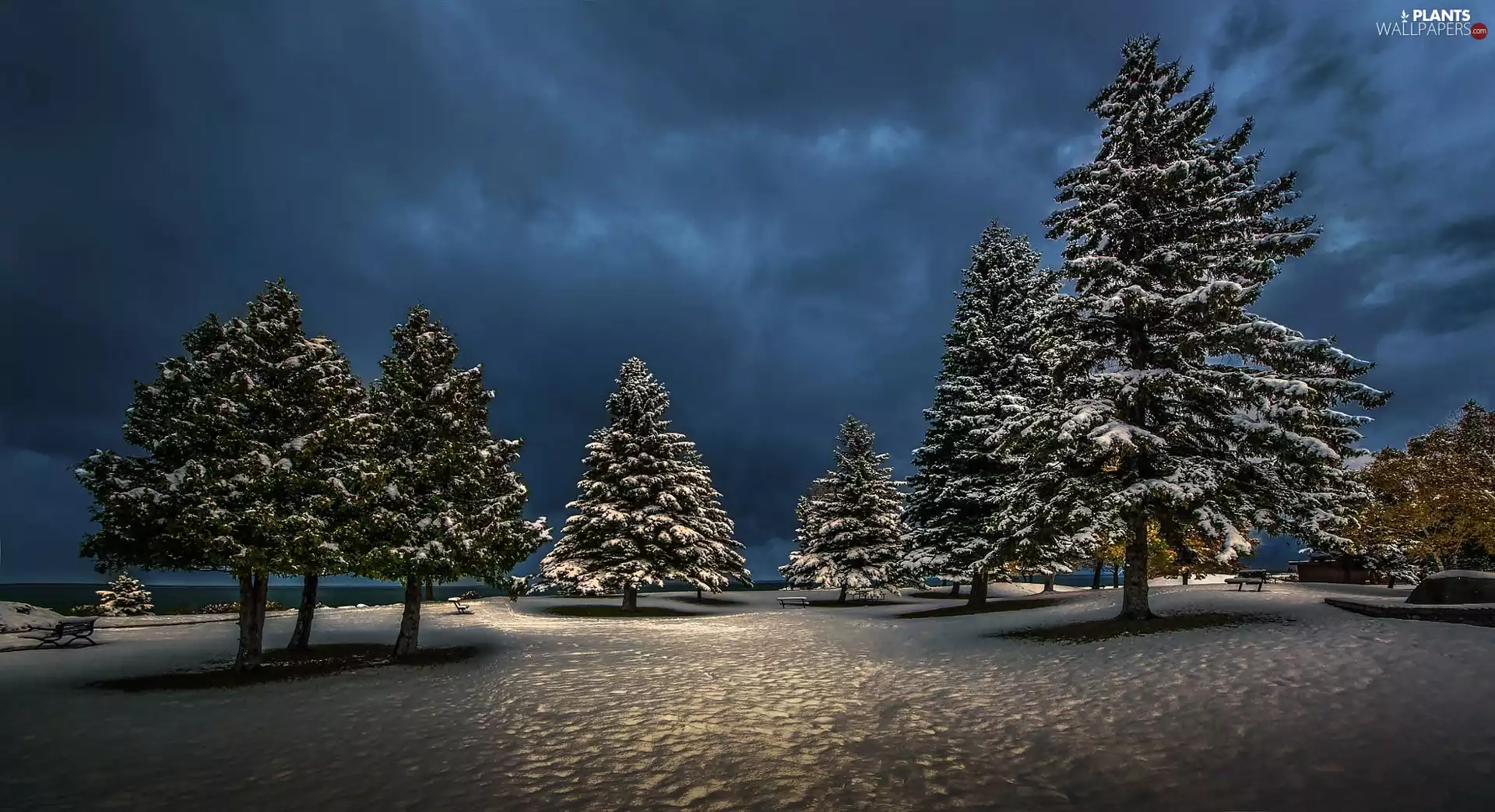 Snowy, Park, viewes, bench, winter, trees, Night