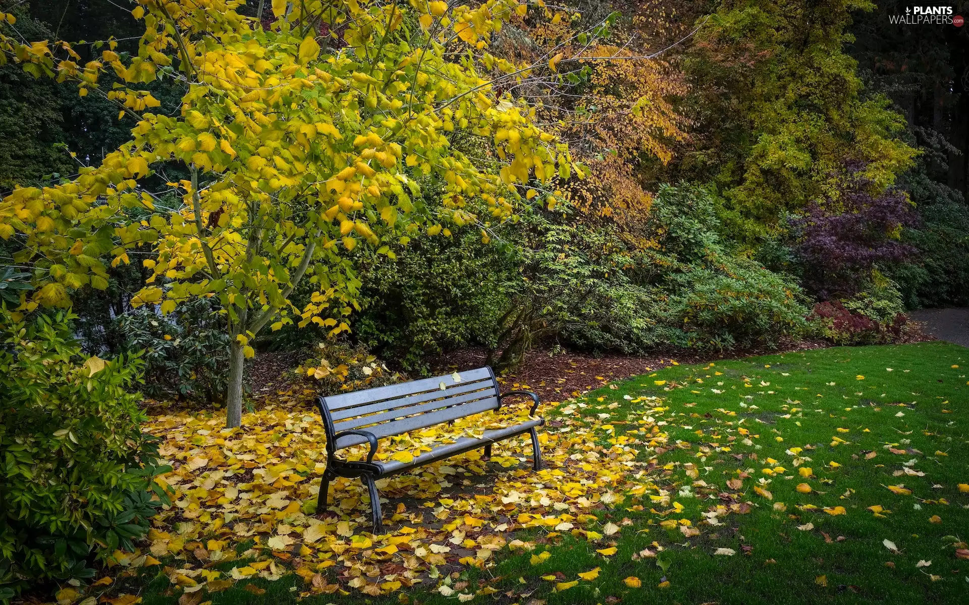 Leaf, Bench, viewes, autumn, trees