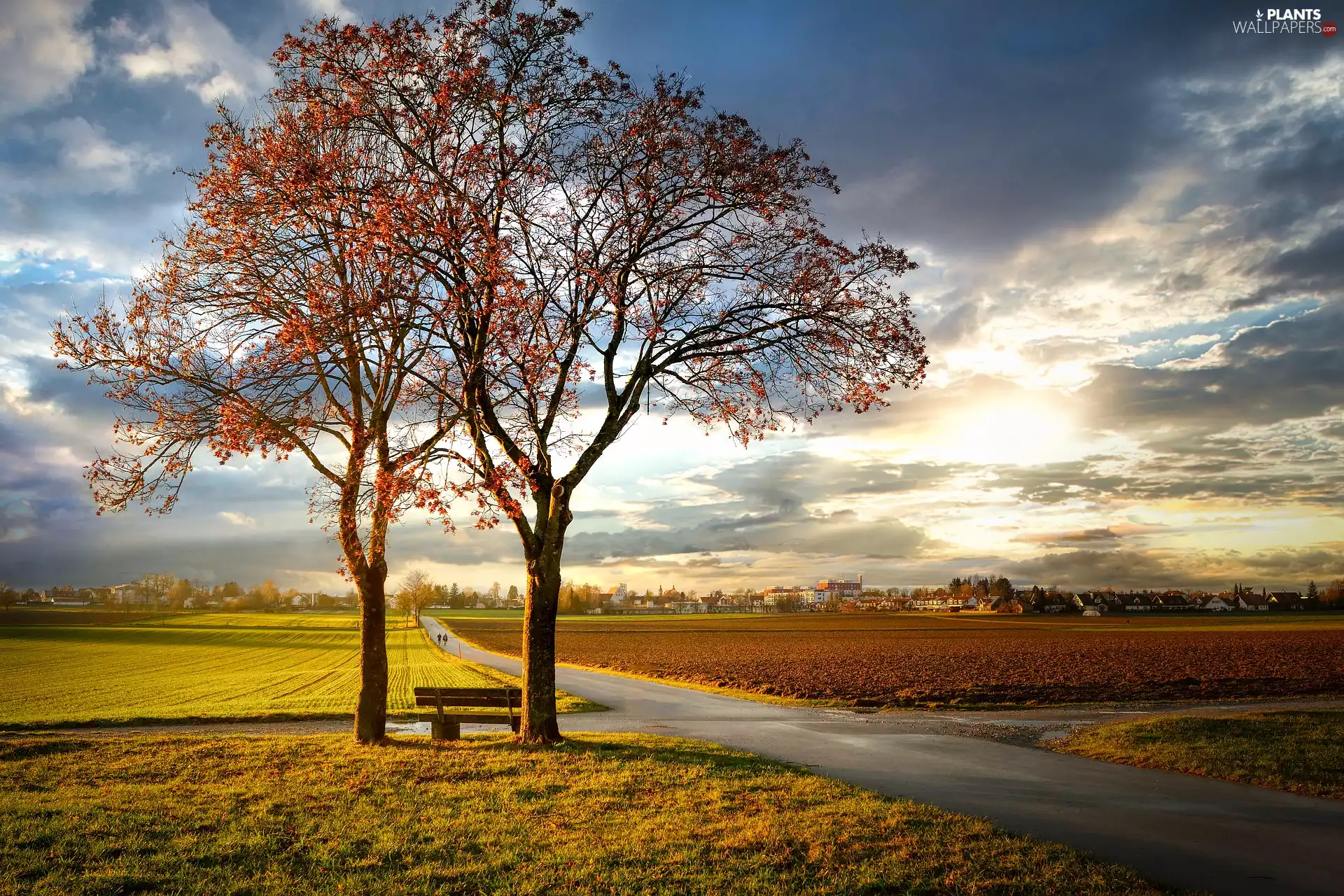 Sky, field, viewes, Bench, trees, Way