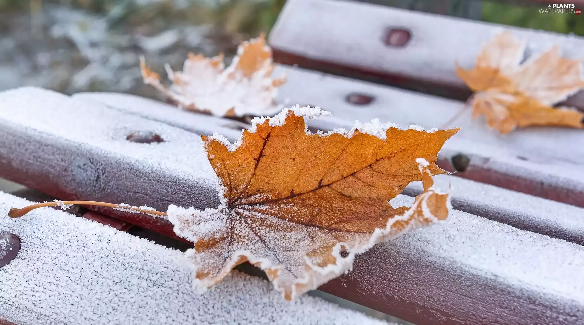 White frost, Leaf, Bench