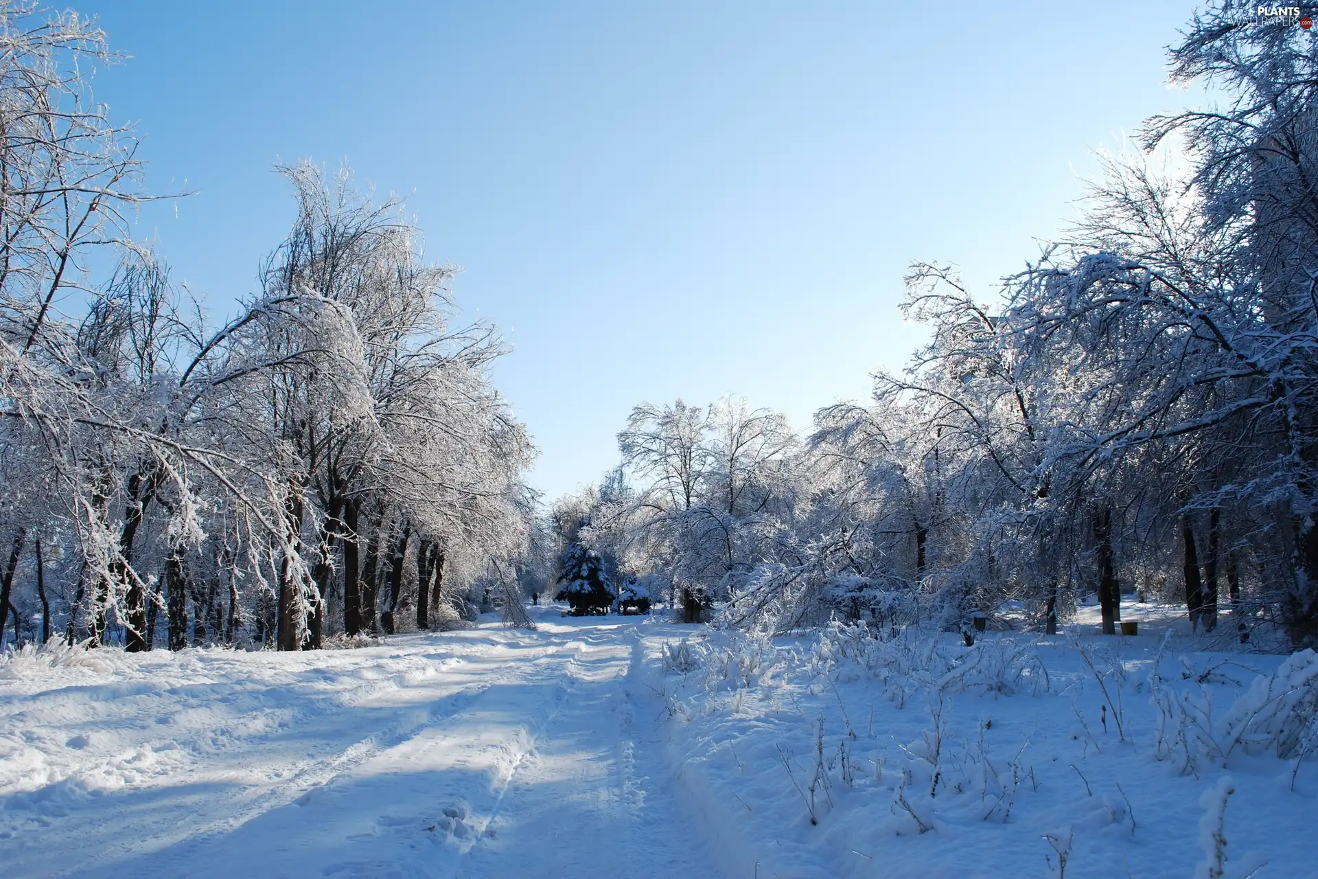 viewes, Park, bench, winter, Way, trees