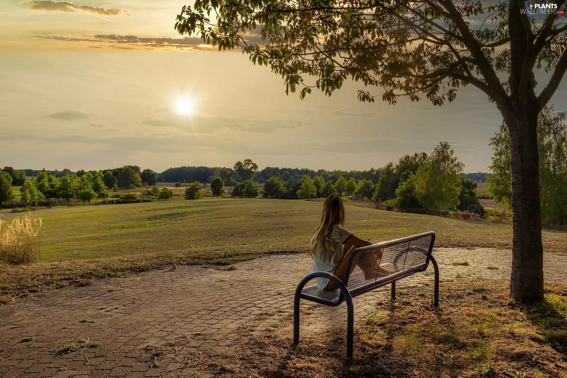 Meadow, Great Sunsets, Bench, trees, Women