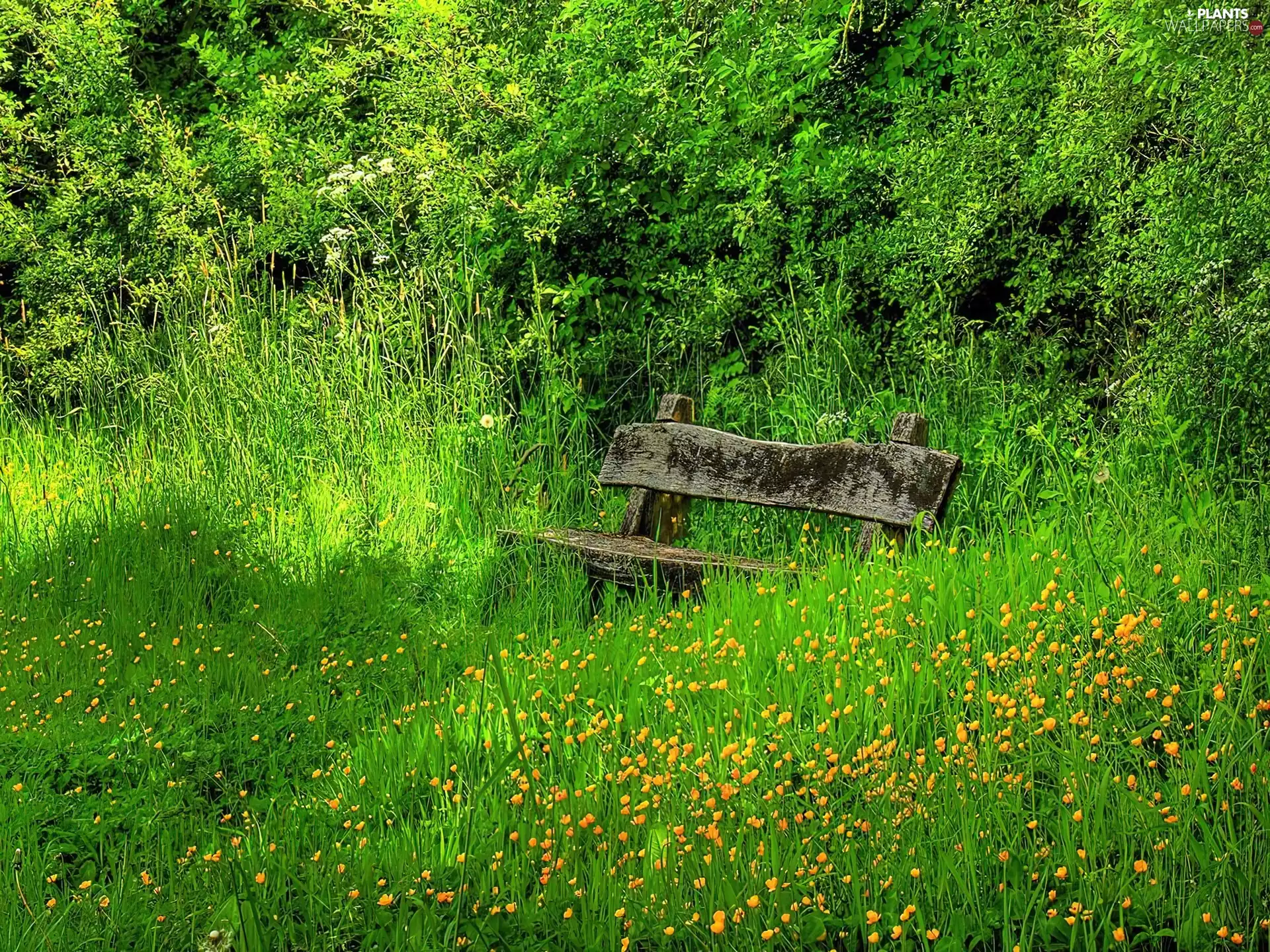 Bench, grass, Wooden