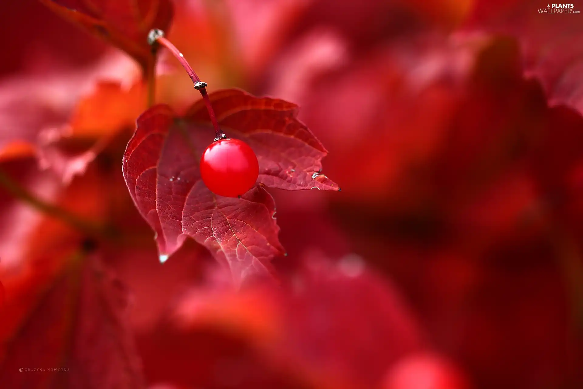 Red, fruit, berry, leaf