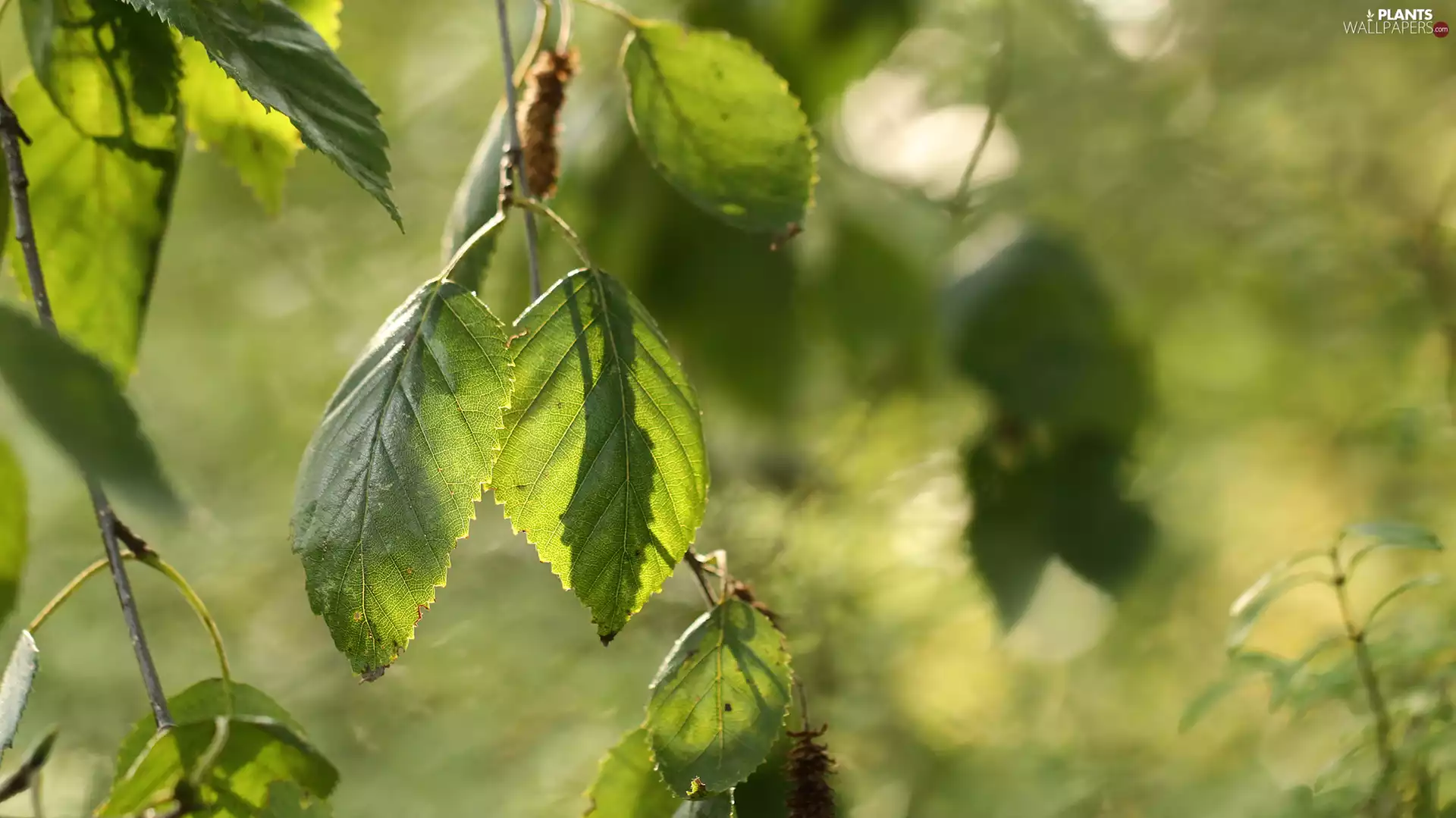 Leaf, Betula utilis, green ones