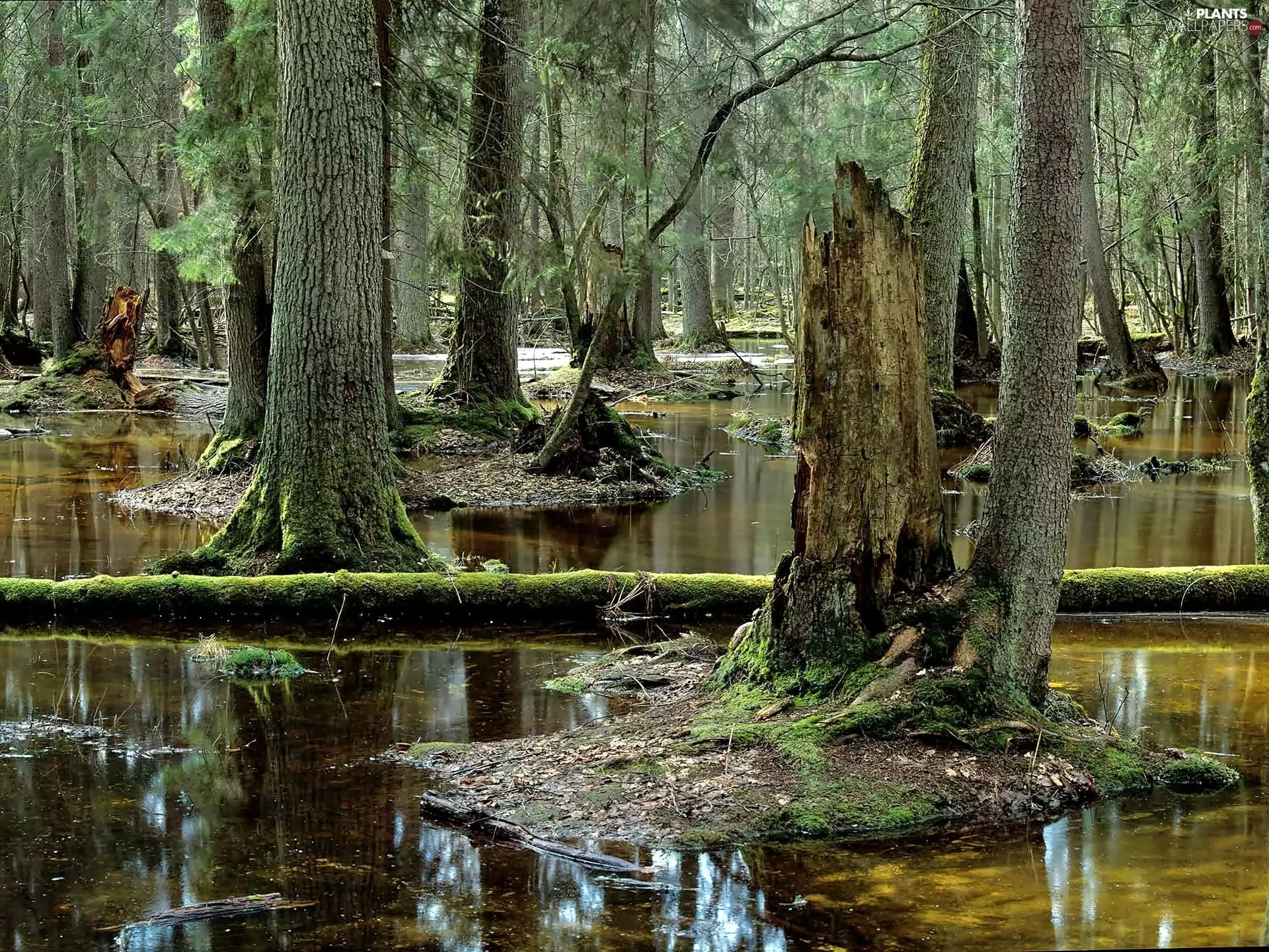 forest, Bialowieska, swamp, mosses, forest