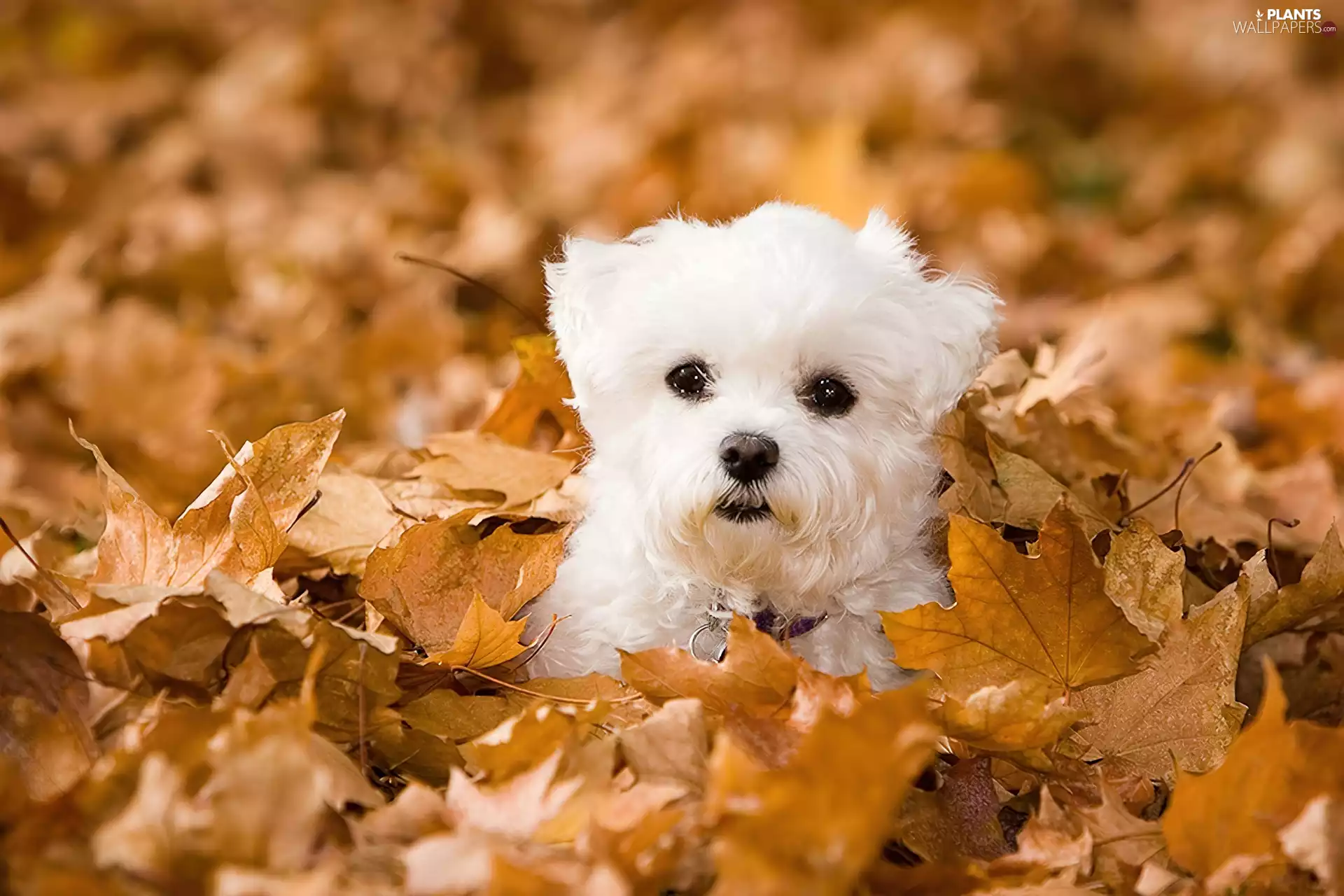 Bichon frise, Leaf