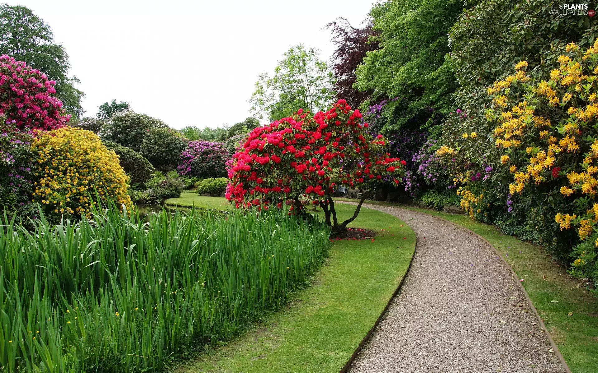 Biddulph Grange Garden, Park, lane, trees, Biddulph, England, Rhododendron, Flowers, viewes