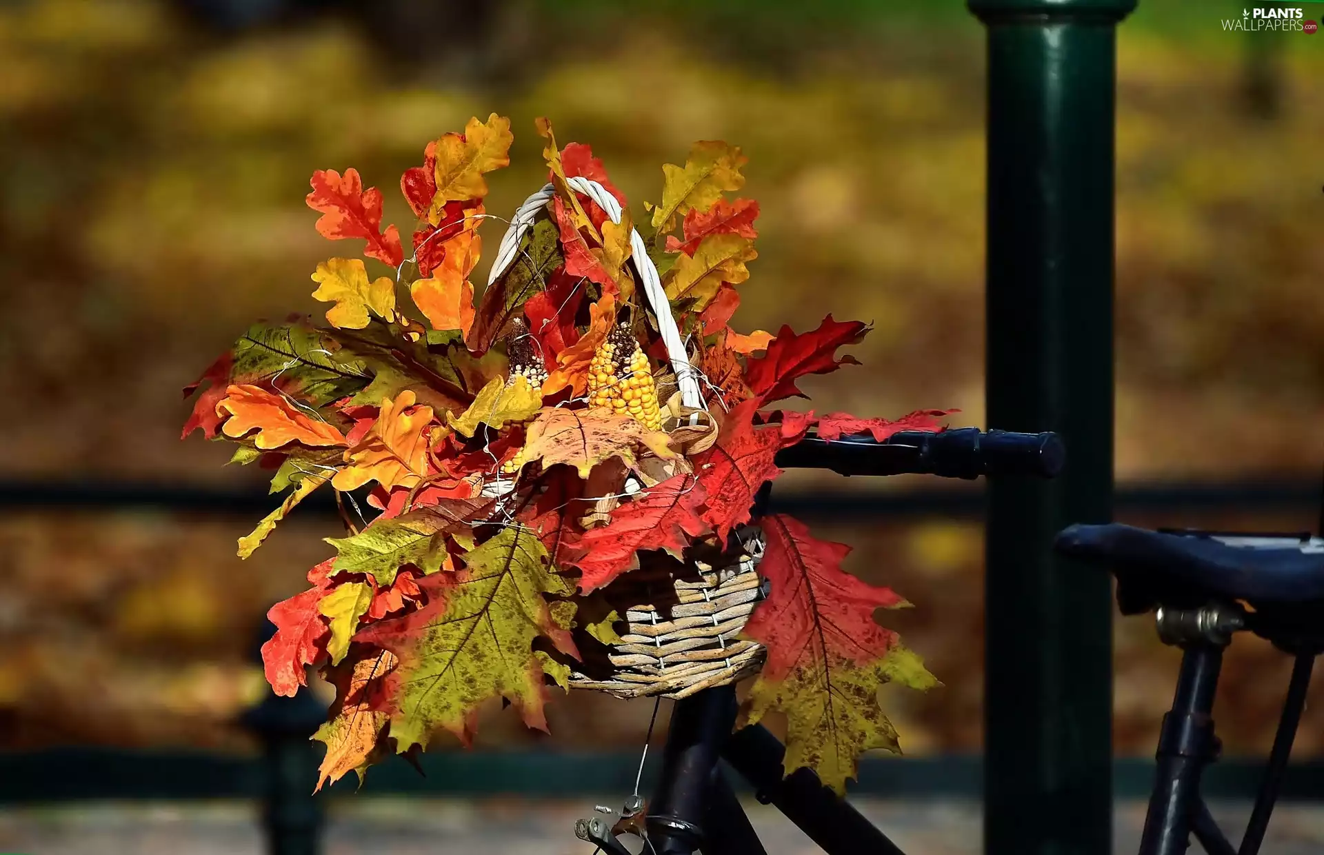 basket, Bike, Autumn, Leaf, bouquet