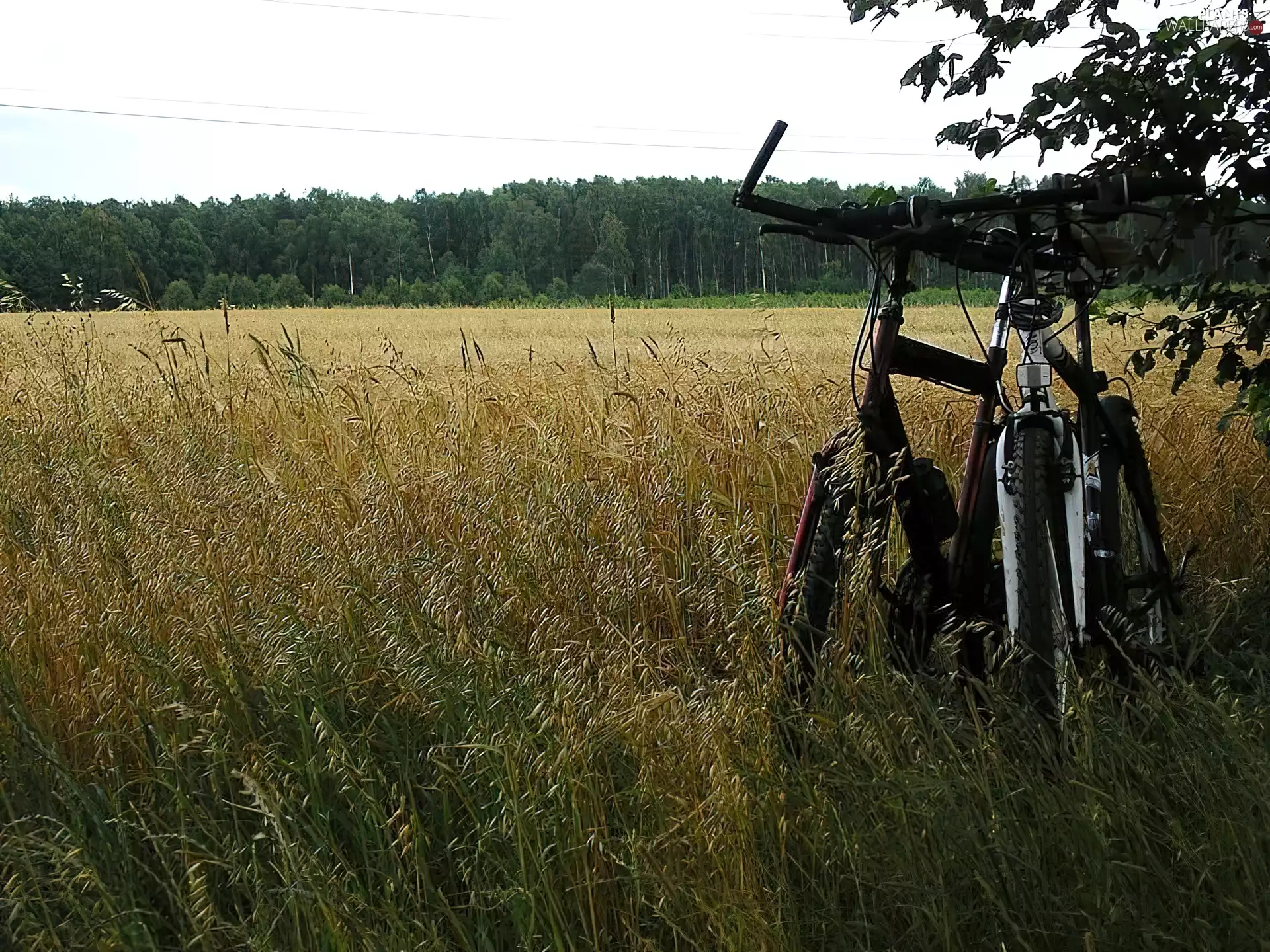 Bike, Field