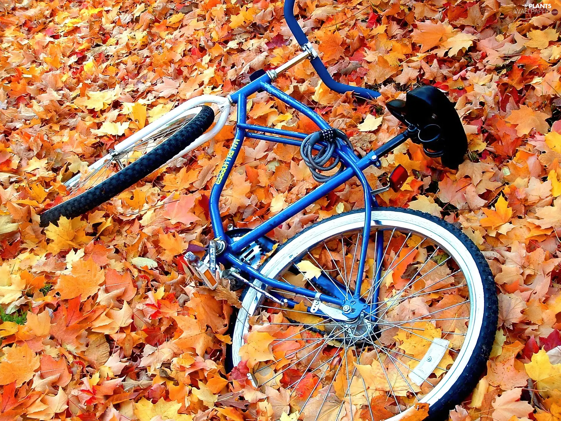 Meadow, Leaf, Bike, Autumn