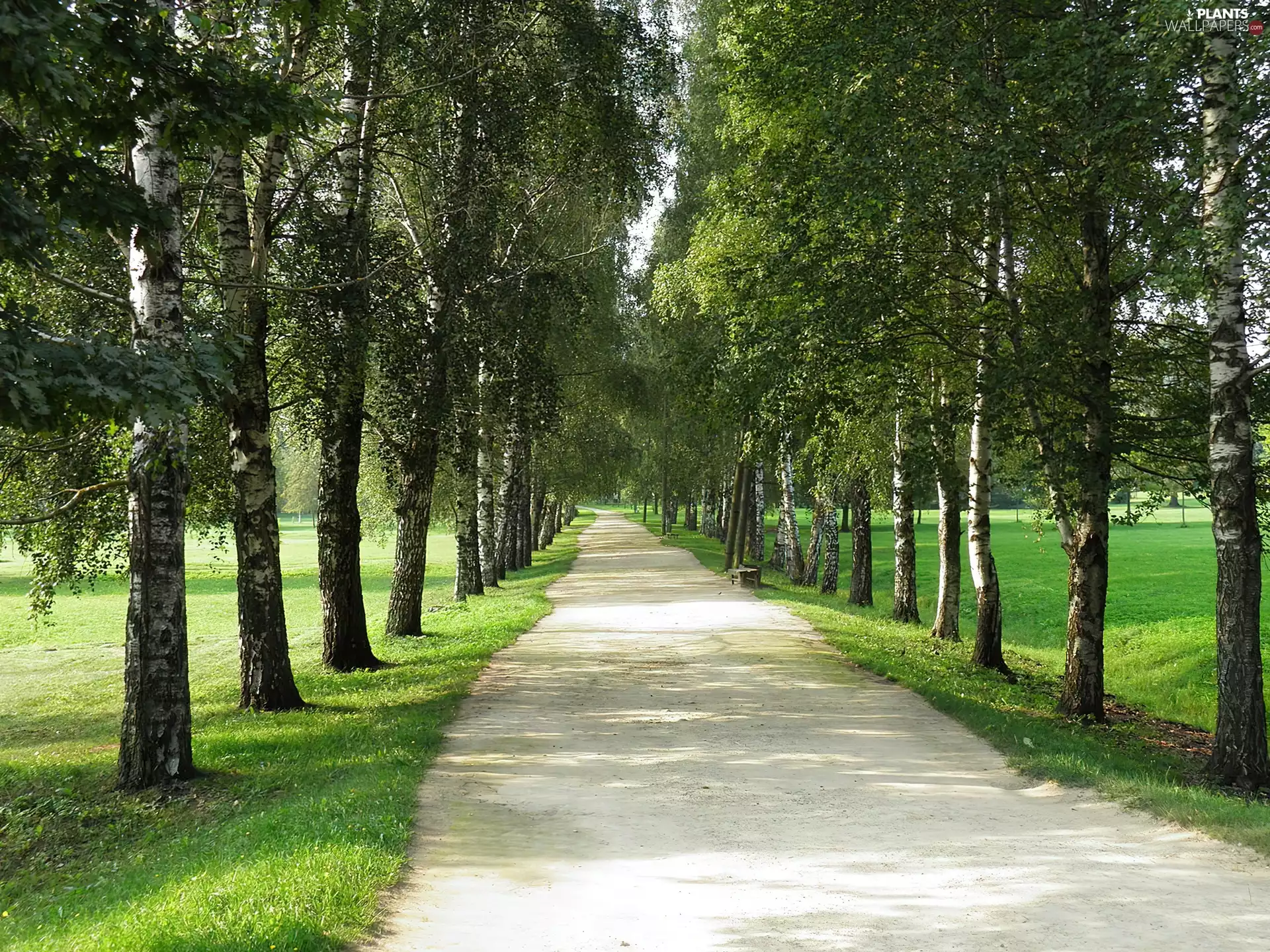 viewes, birch, alley, trees, Park