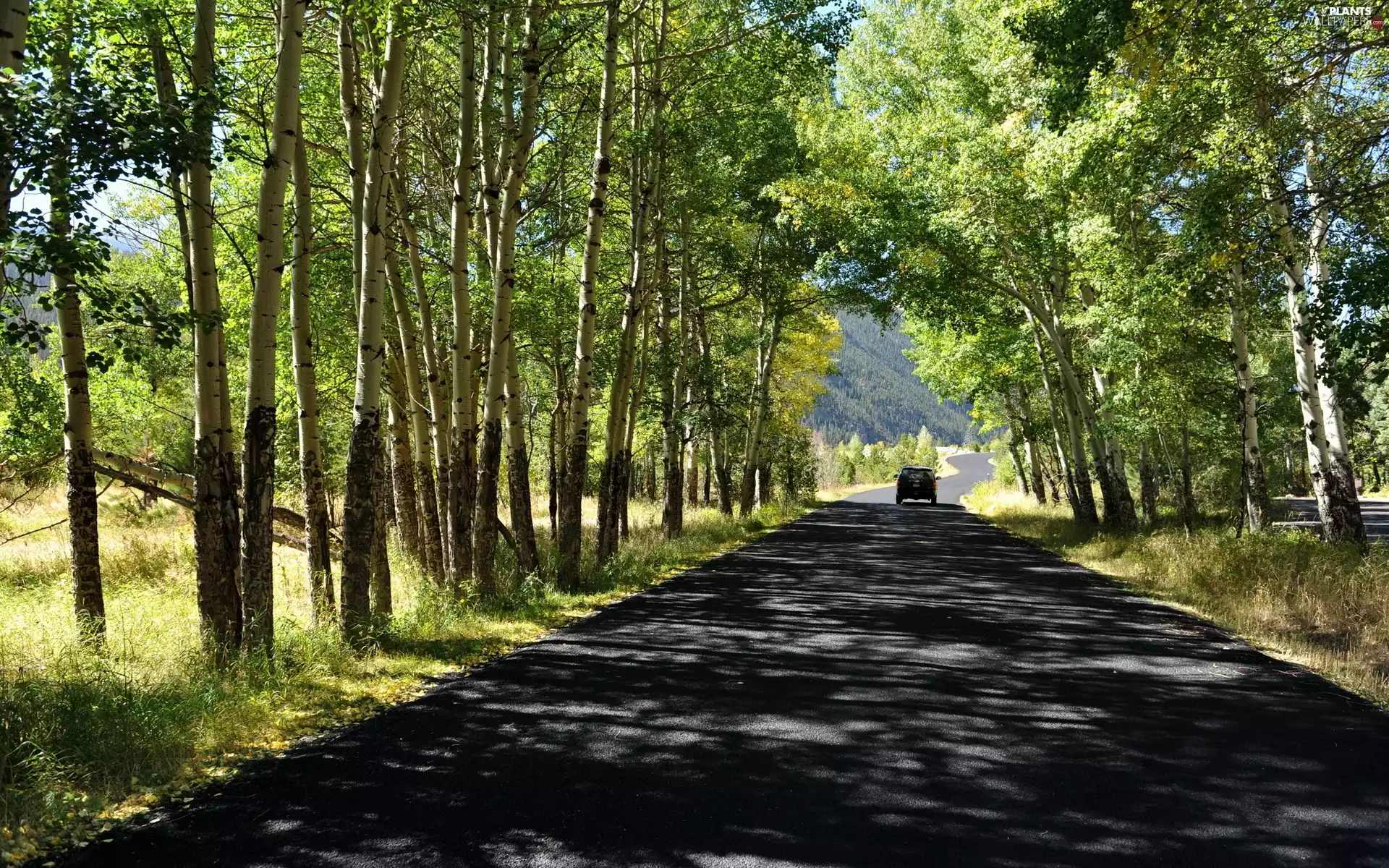 viewes, birch, Automobile, trees, Way