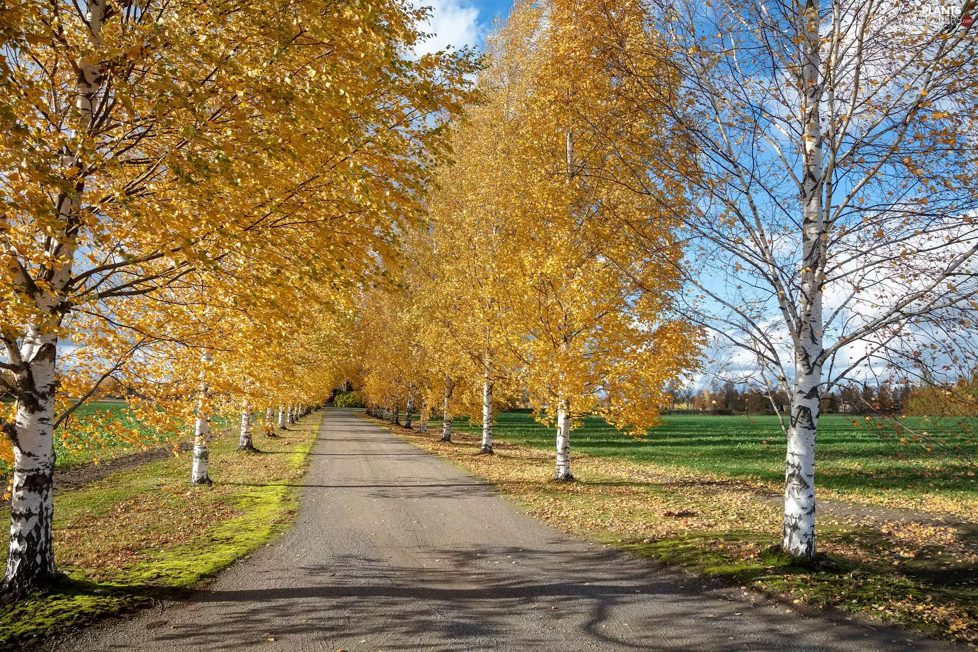 autumn, Way, field, birch