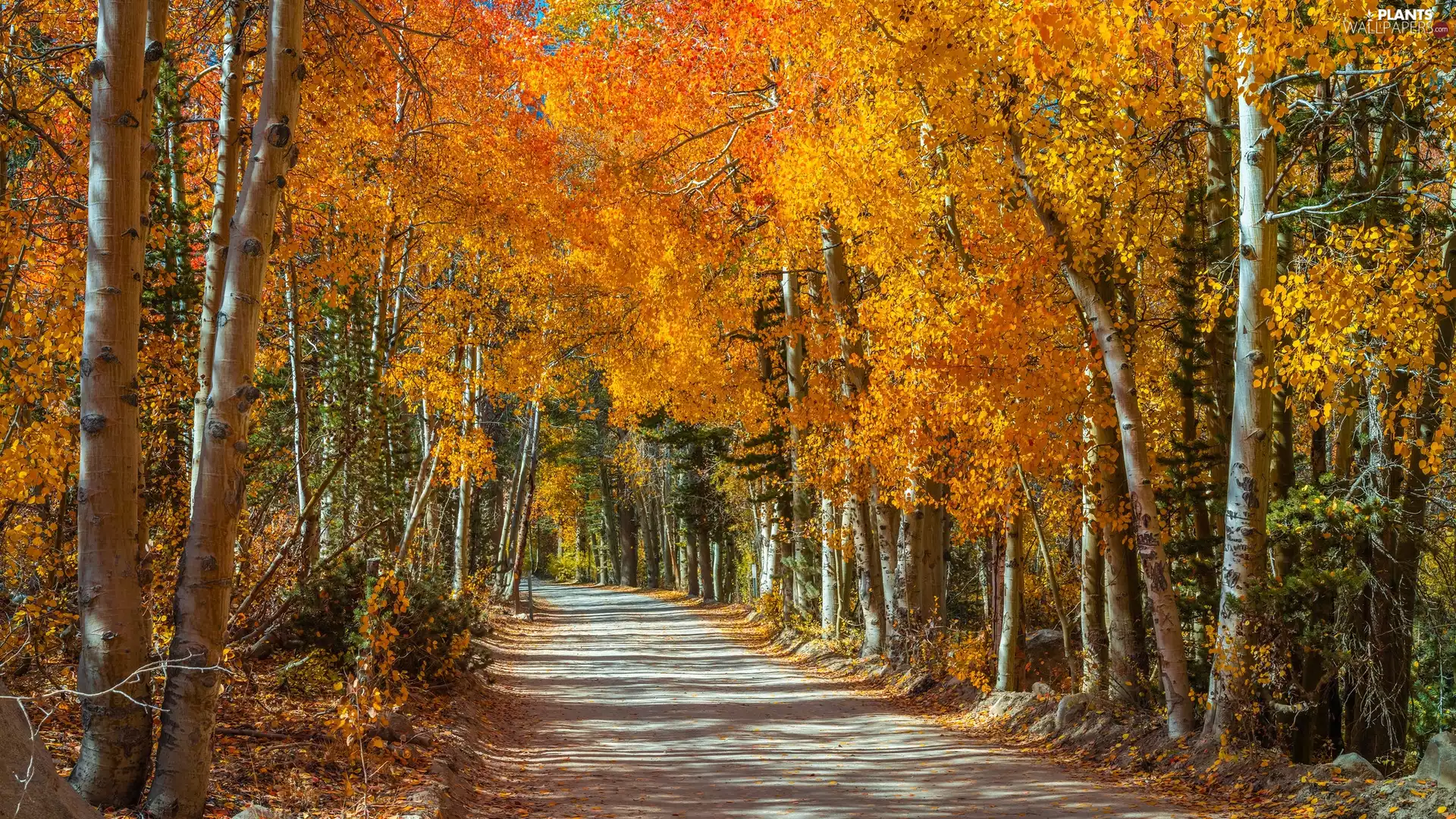Way, forest, viewes, birch, trees, autumn