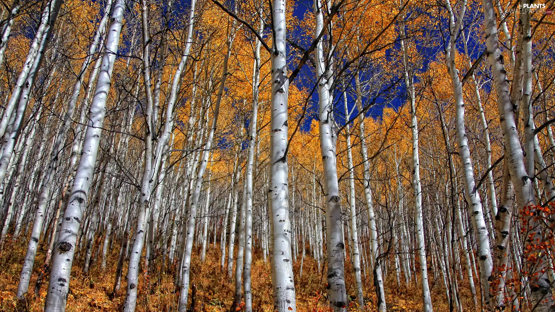 Birch Forest, autumn, birch