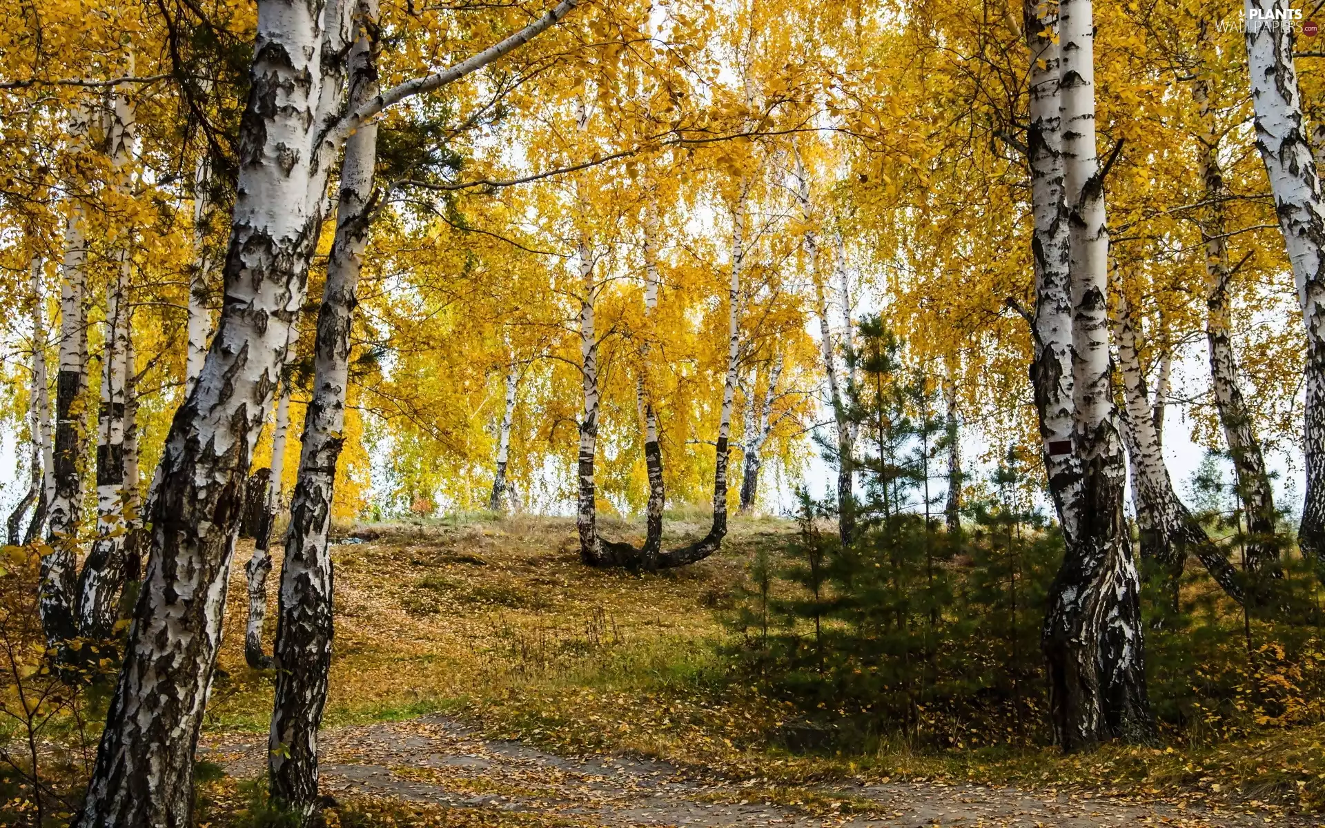viewes, birch, birch, trees, forest