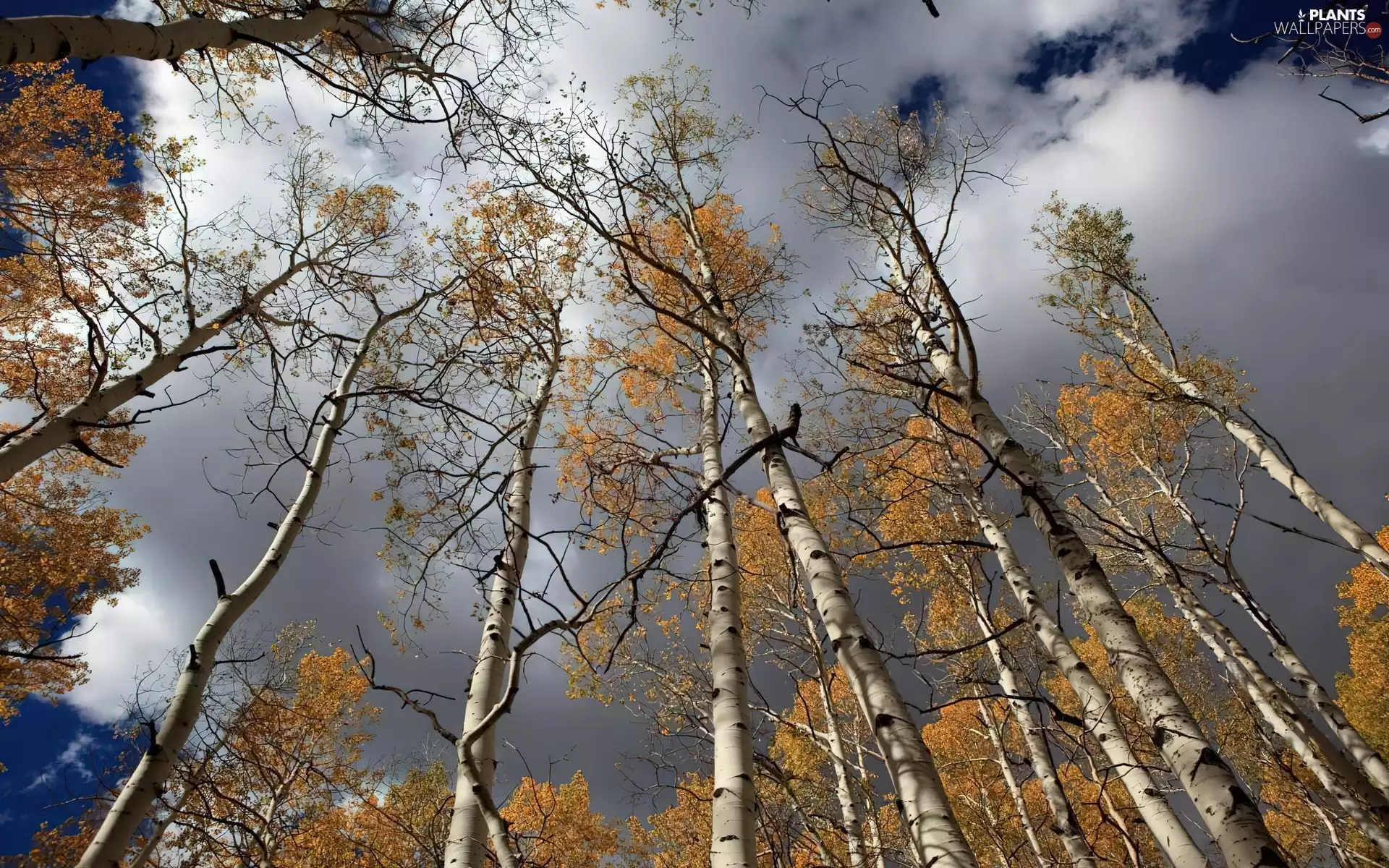 trees, birch, clouds, vertices, autumn