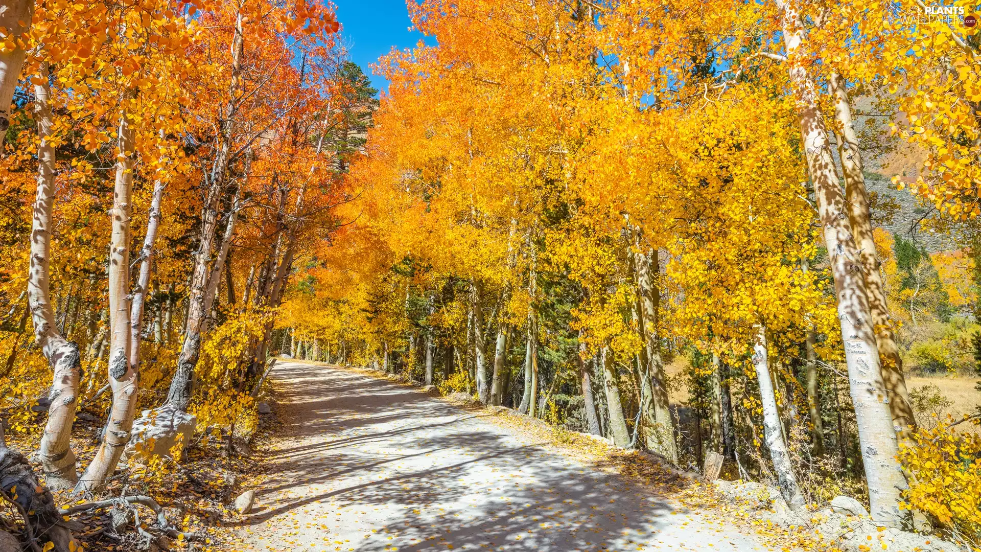 Way, trees, day, viewes, sunny, autumn, forest, birch