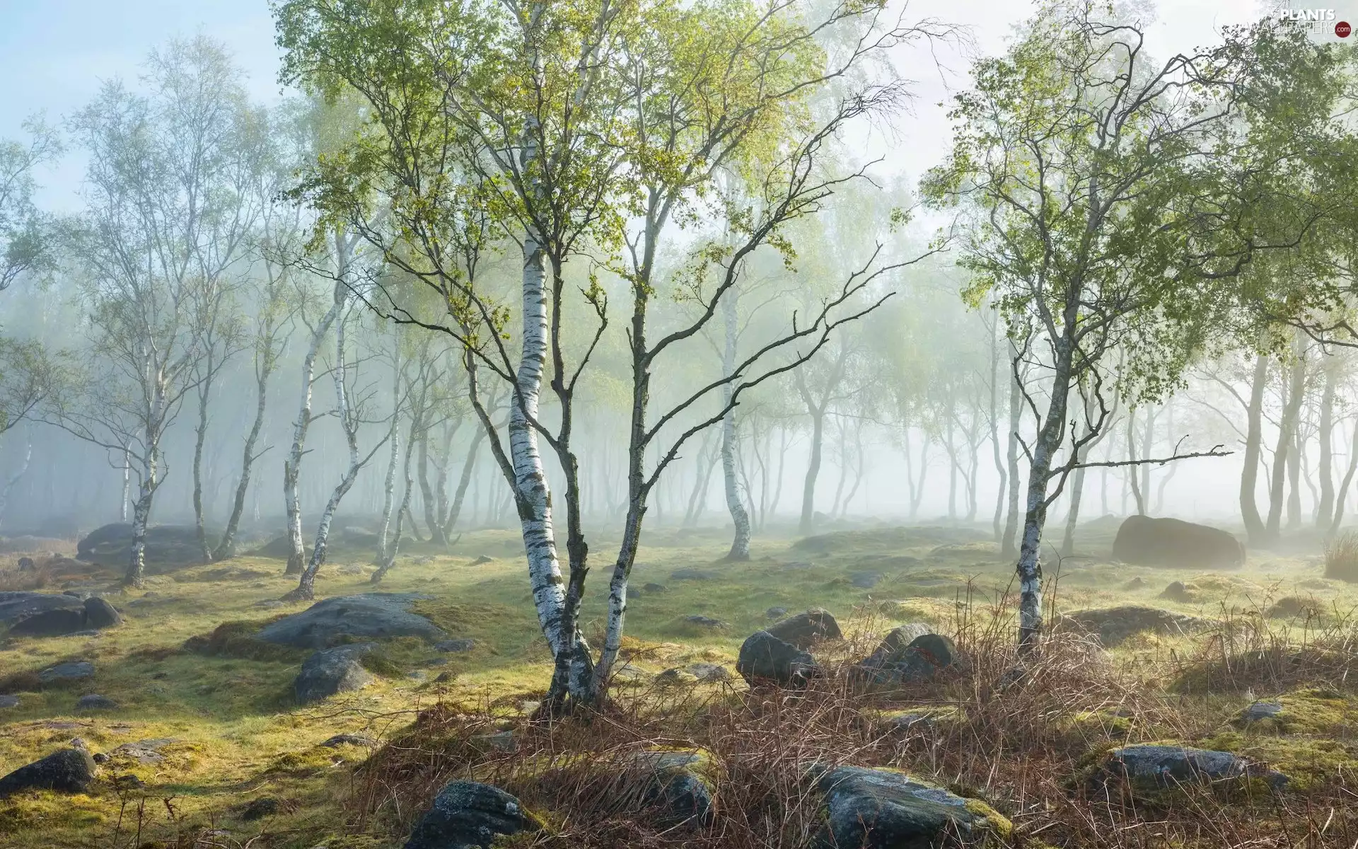 trees, Spring, viewes, birch, County Derbyshire, England, Fog, Peak District National Park, Stones