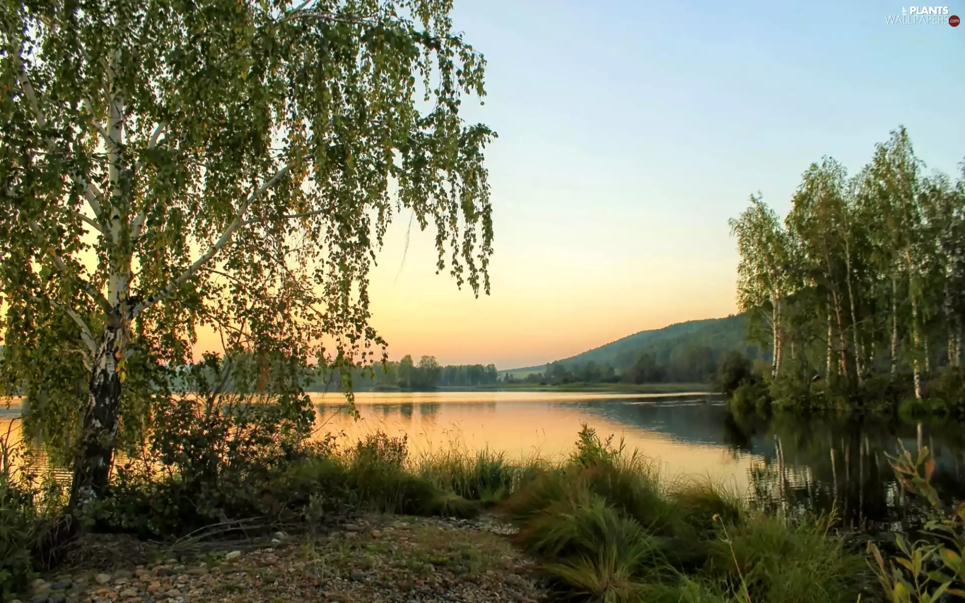 grass, birch, east, sun, lake