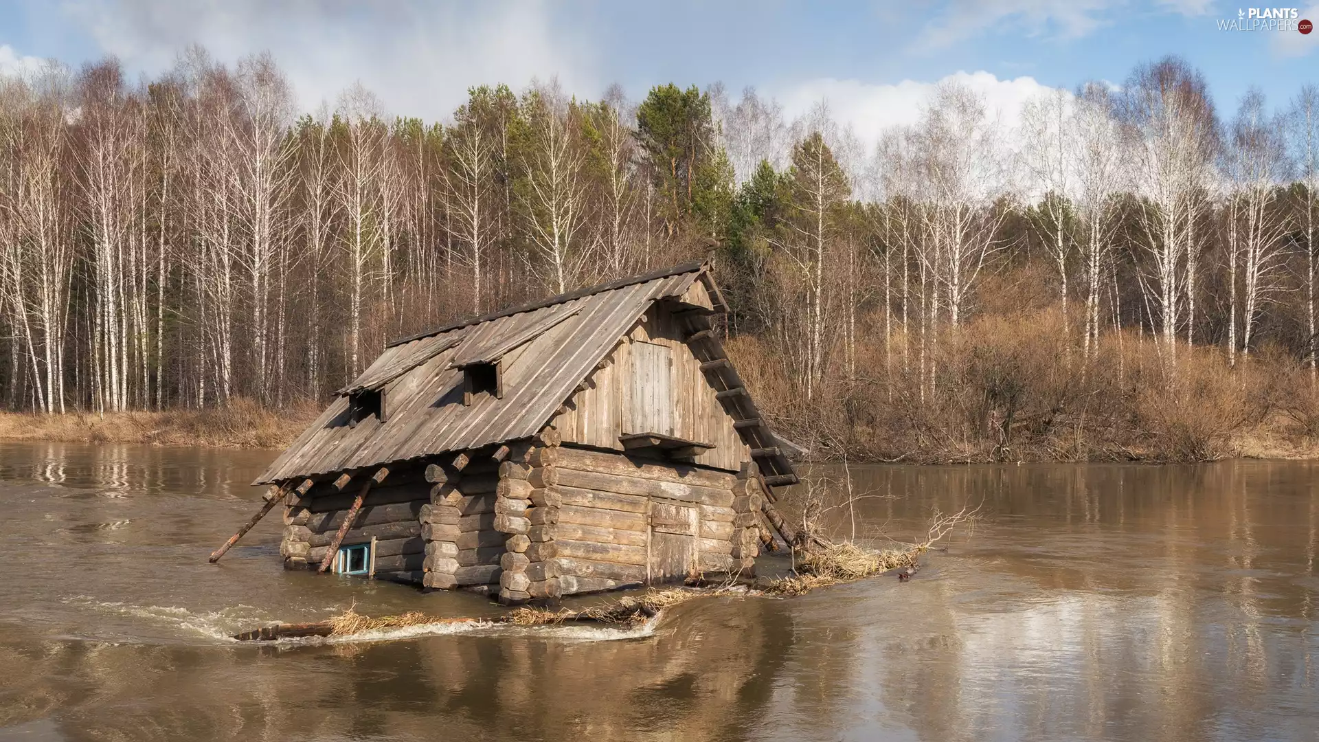 forest, birch, Flooded, house, River