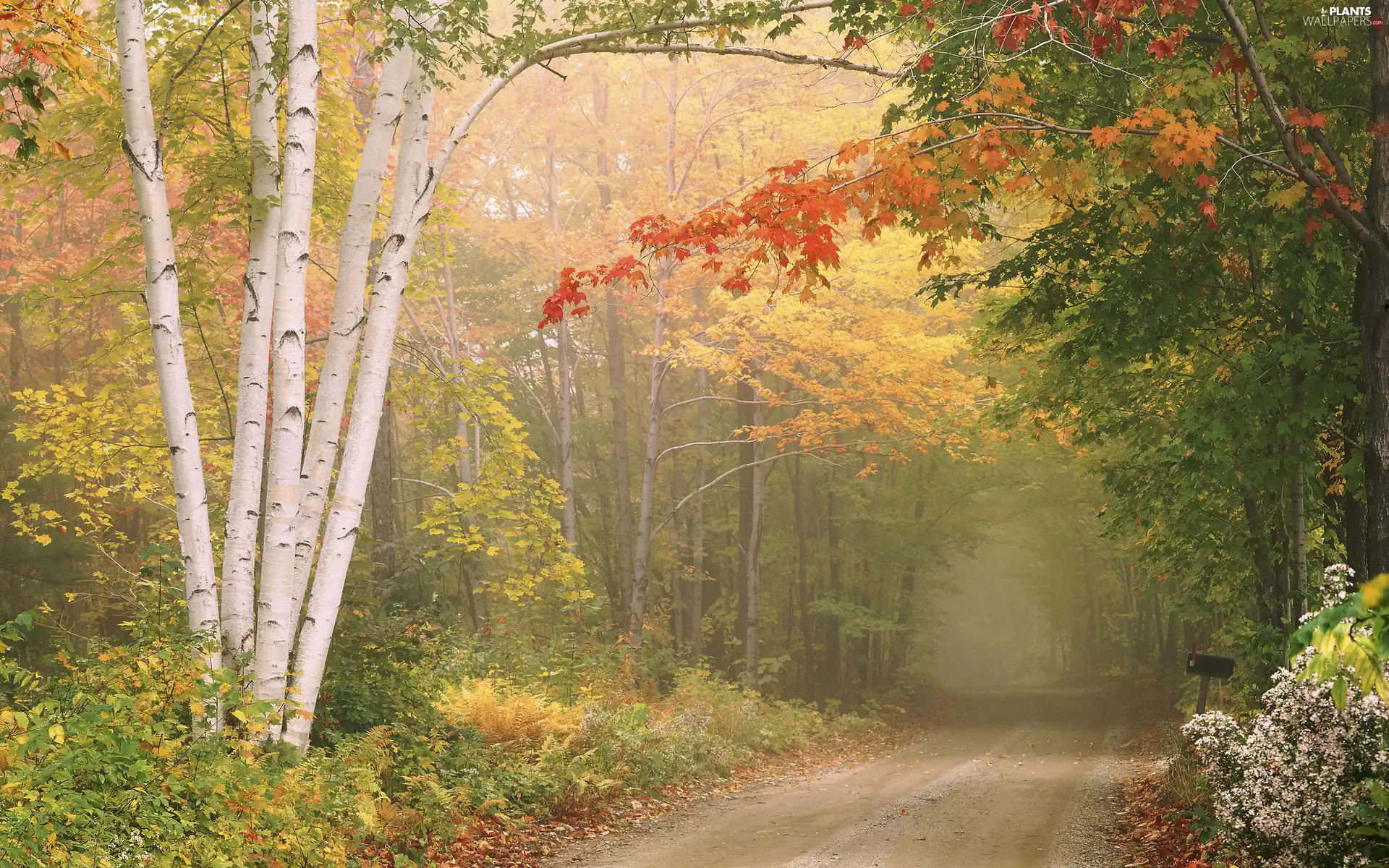 trees, forest, Fog, birch, autumn, viewes, Way