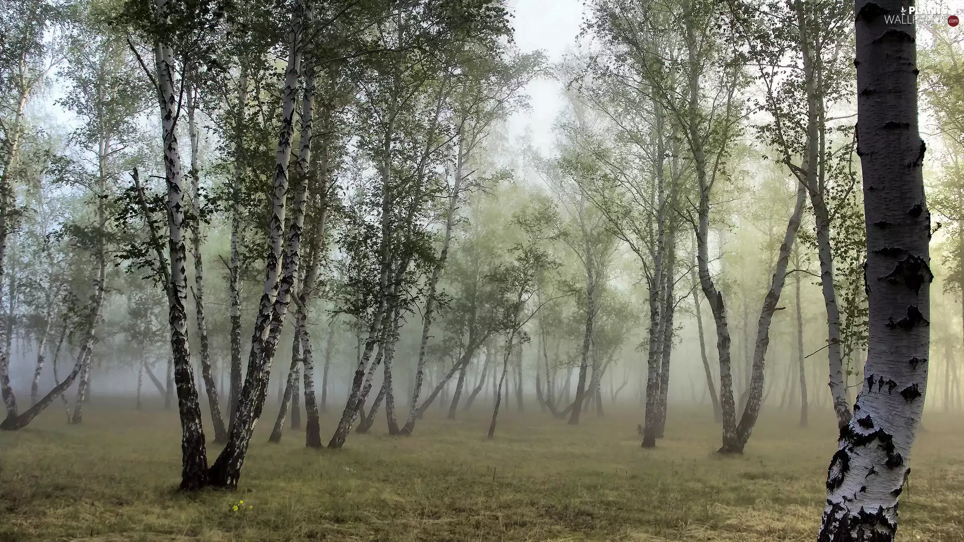 birch, forest, Fog