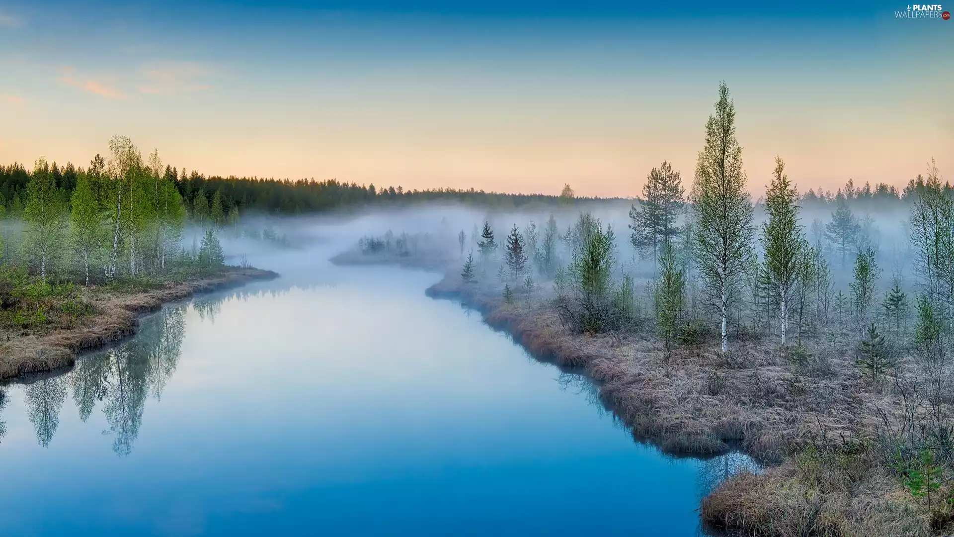 birch, River, Fog