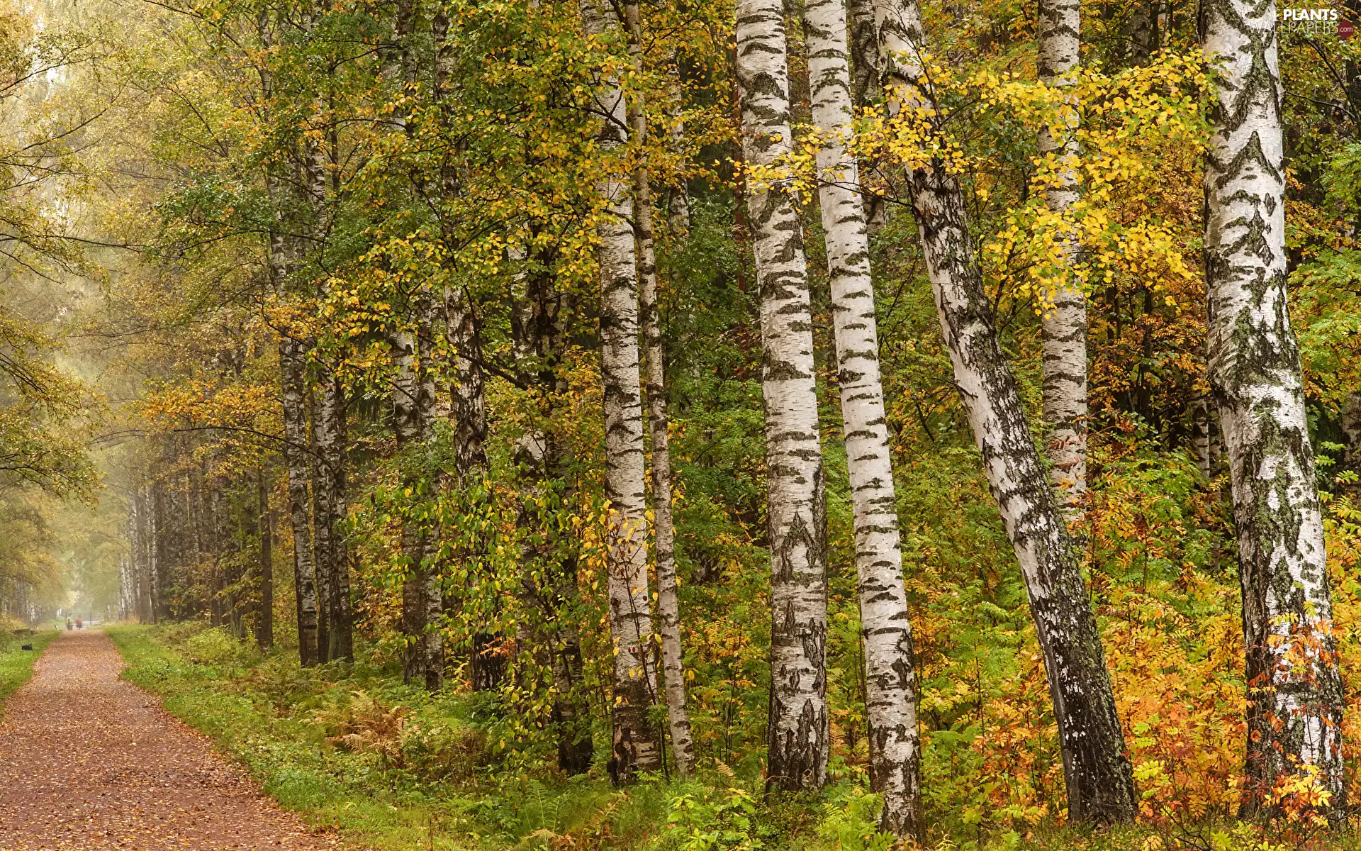 trees, viewes, Fog, Bush, Path, color, autumn, birch