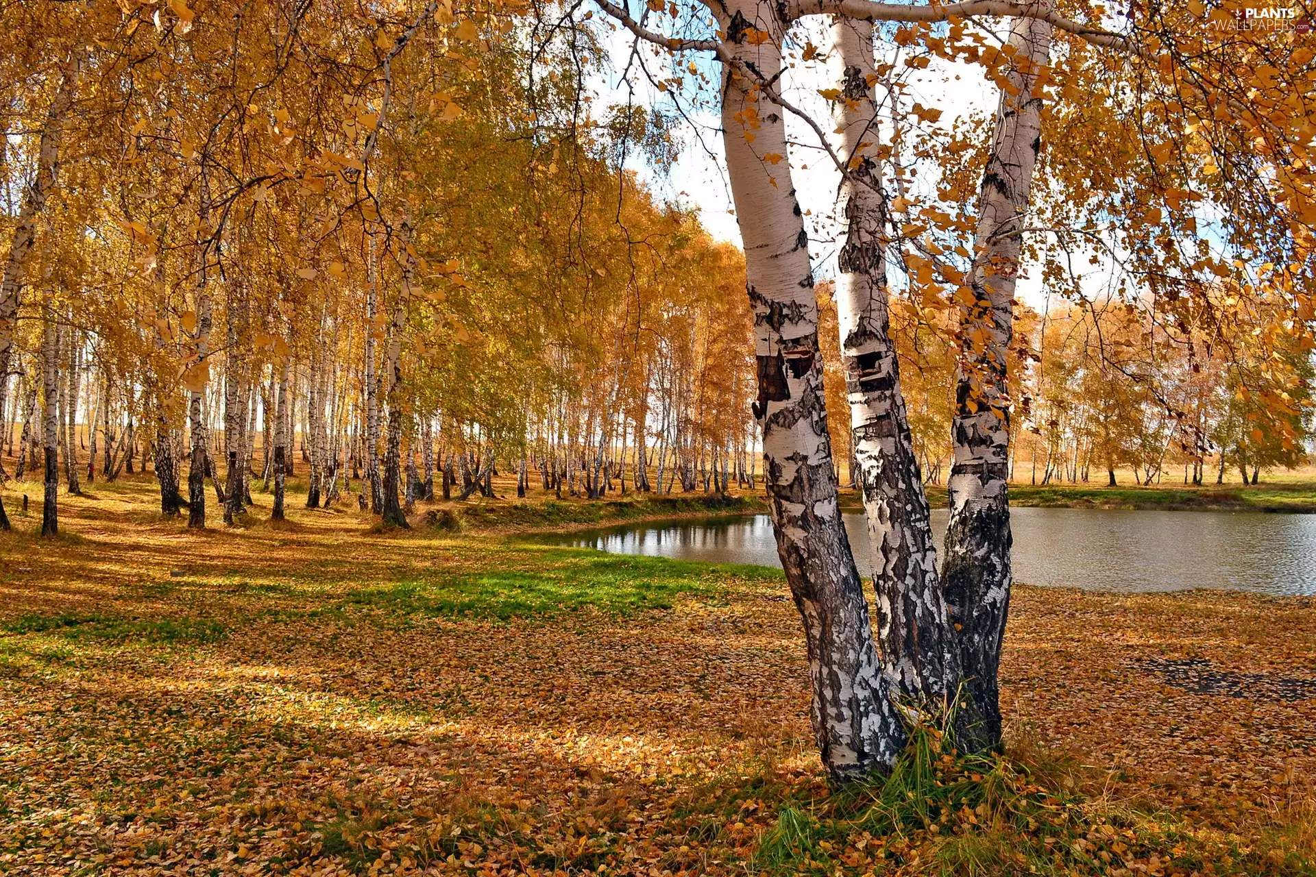 Pond - car, autumn, birch, Leaf, forest