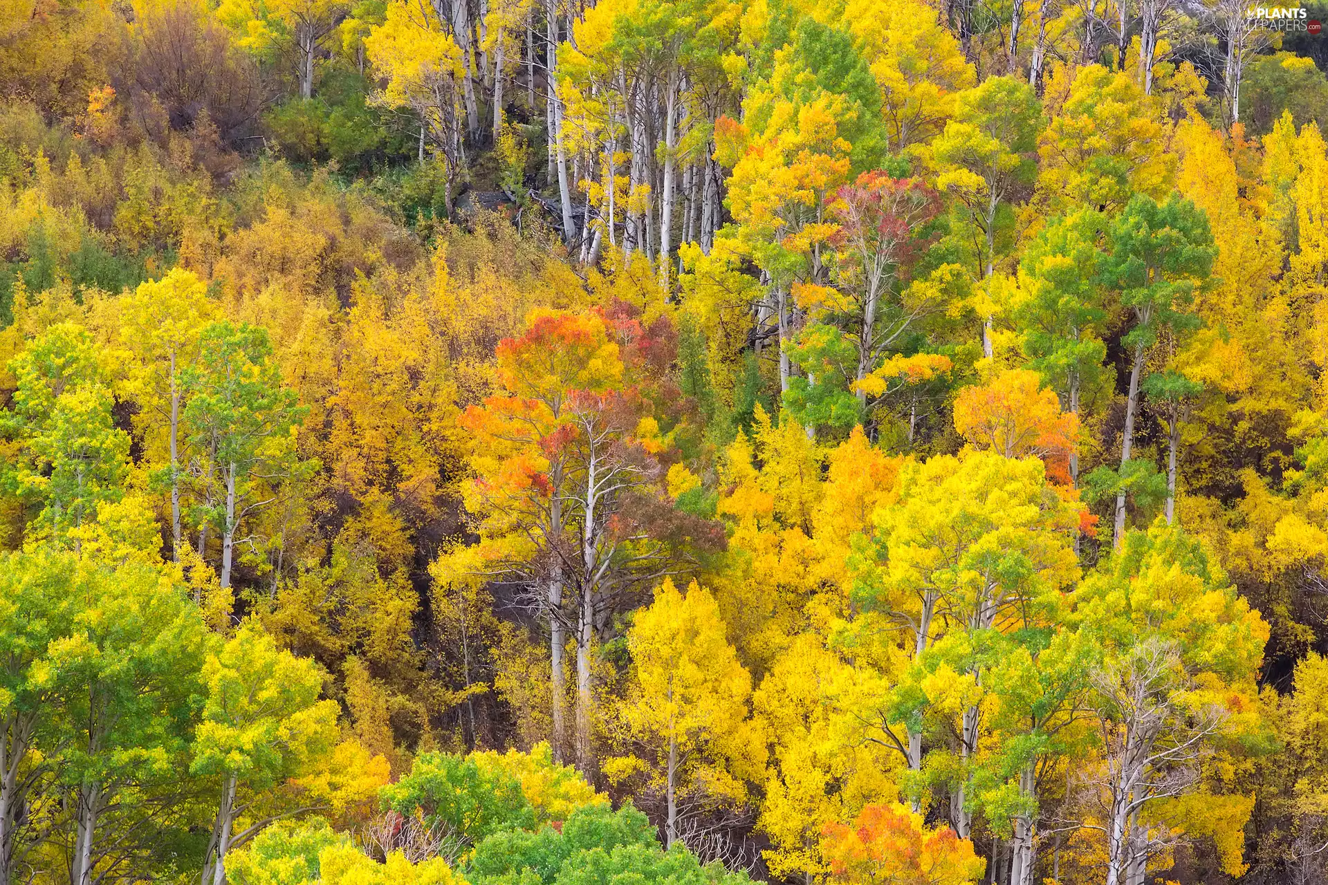 viewes, birch, forest, trees, autumn