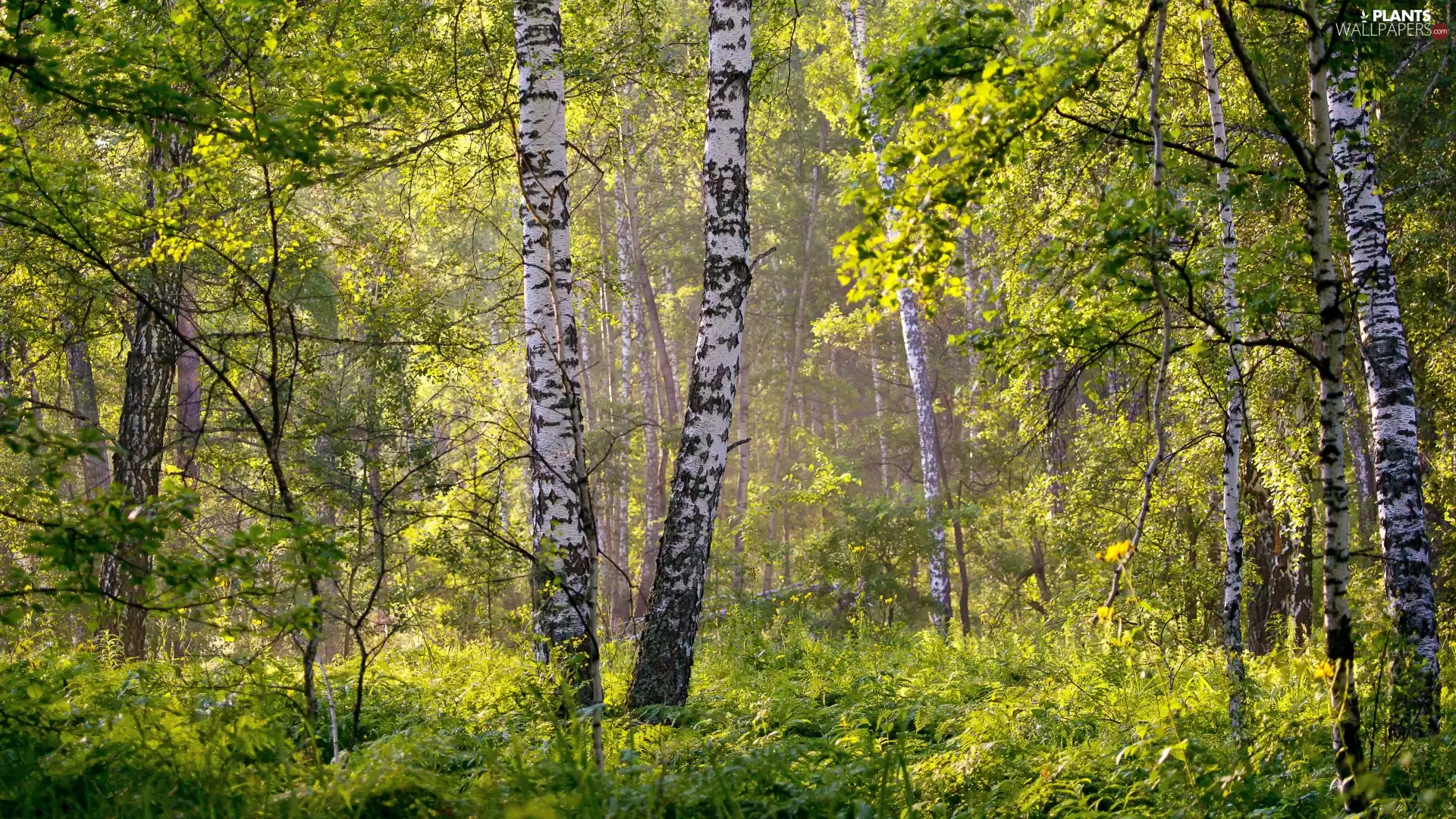 forest, VEGETATION, fern, birch