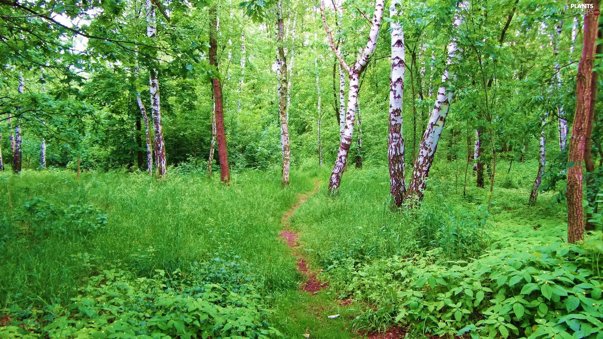 forest, fleece, forester, birch