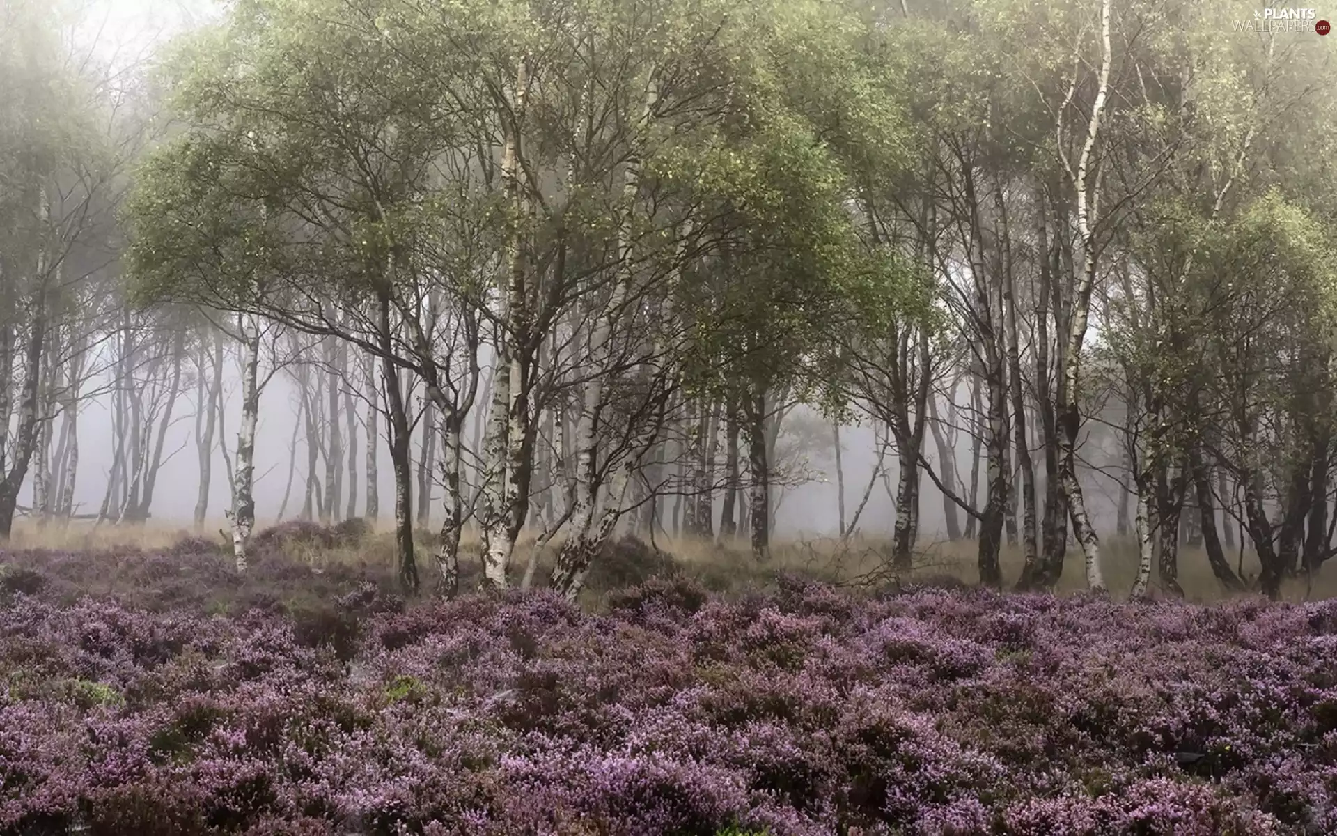 forest, birch, heath, birch