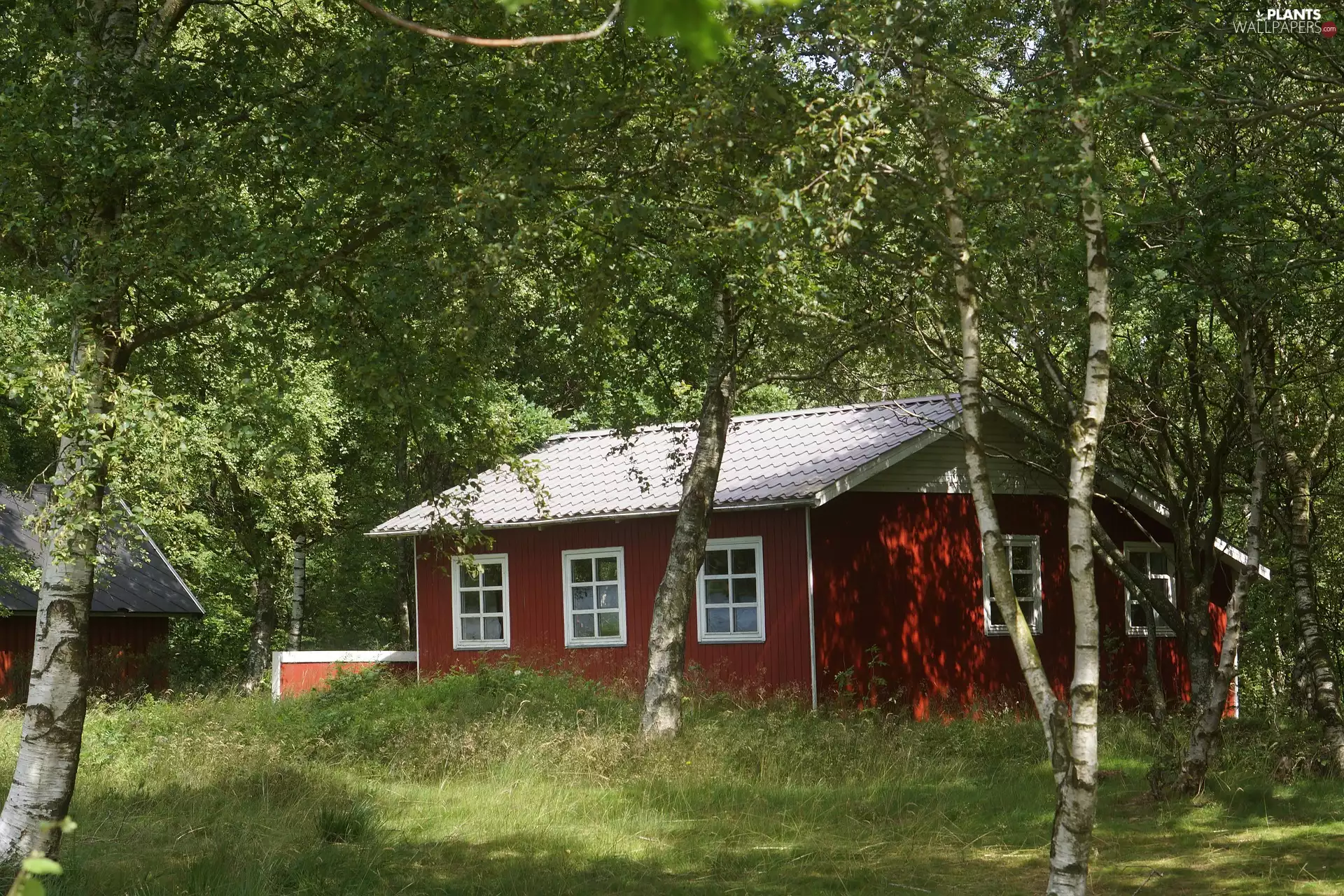 viewes, birch, forest, trees, house