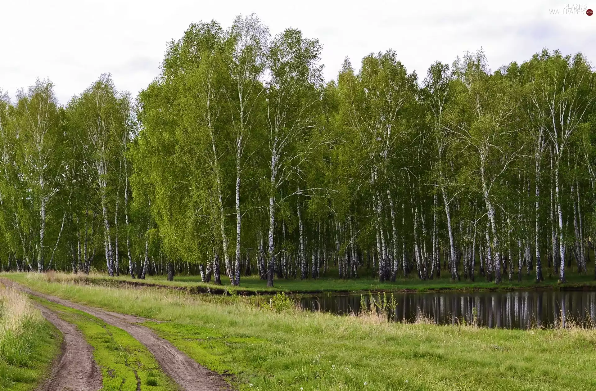 Pond - car, Meadow, birch, Way, forest