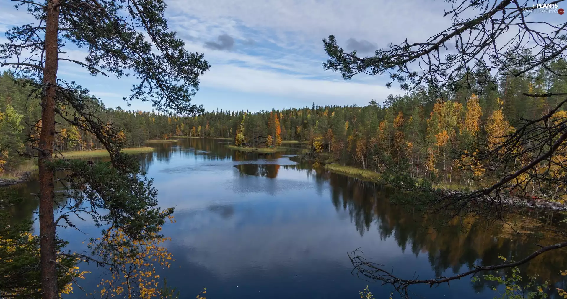 trees, lake, pine, birch, viewes, forest