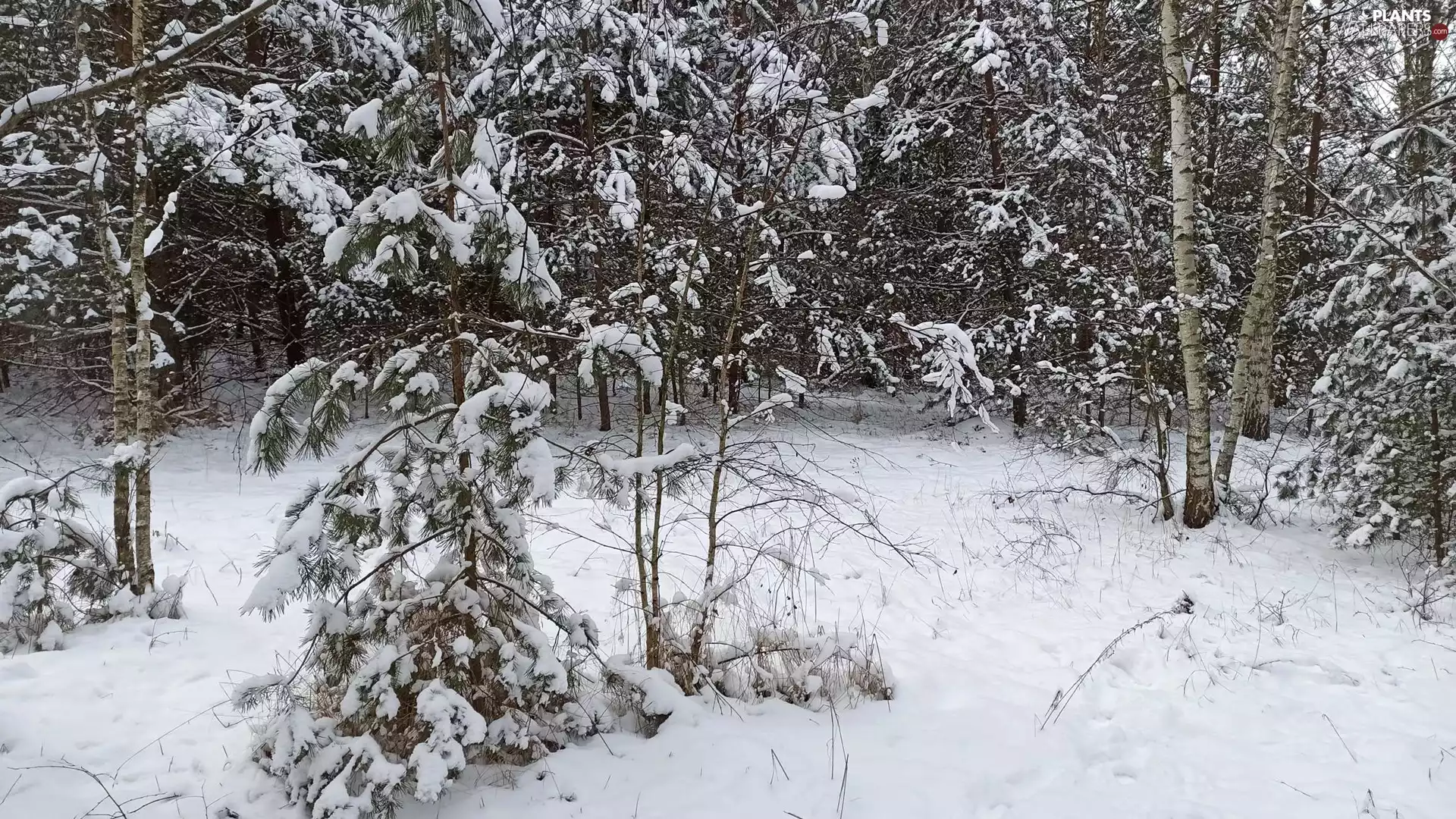 trees, winter, pine, birch, viewes, forest
