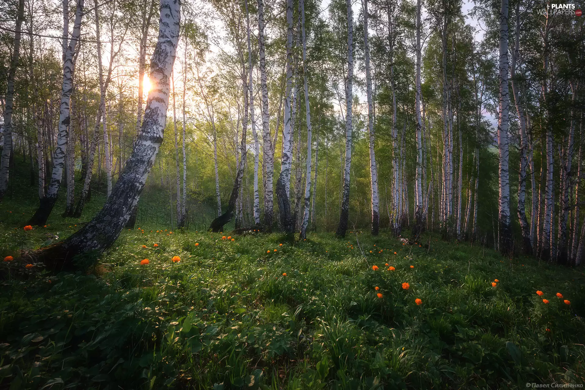 forest, Flowers, VEGETATION, birch